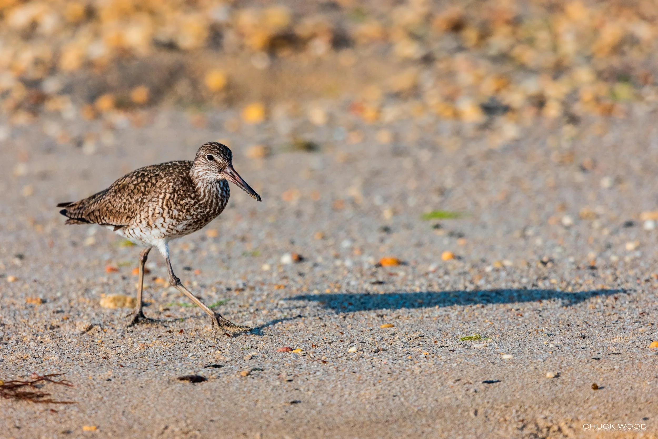   Forsythe NWR, NJ 2021 
