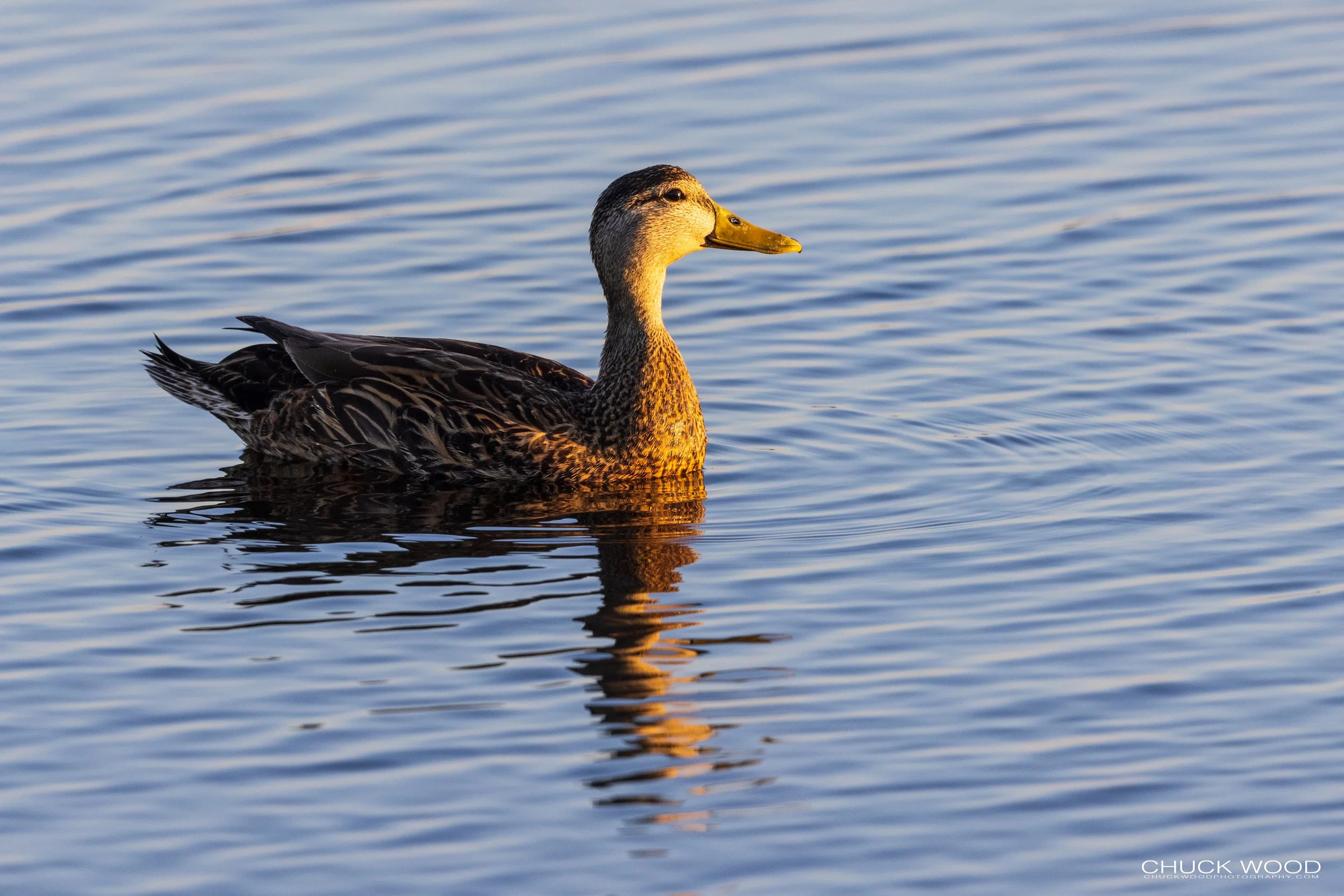  Merritt Island, FL 2021 