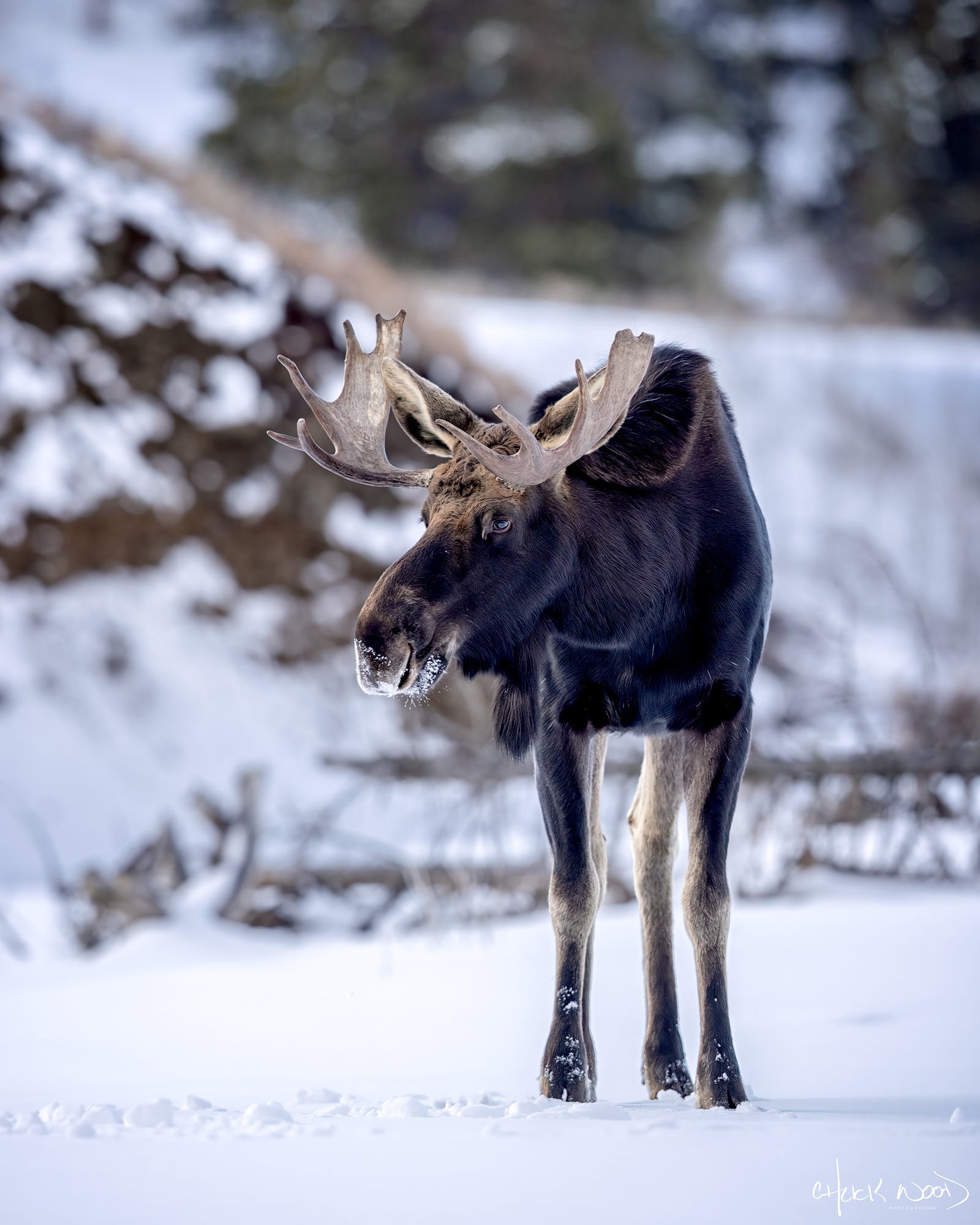 CW00622-Moose-Yellowstone-2026-2000-sig.jpg