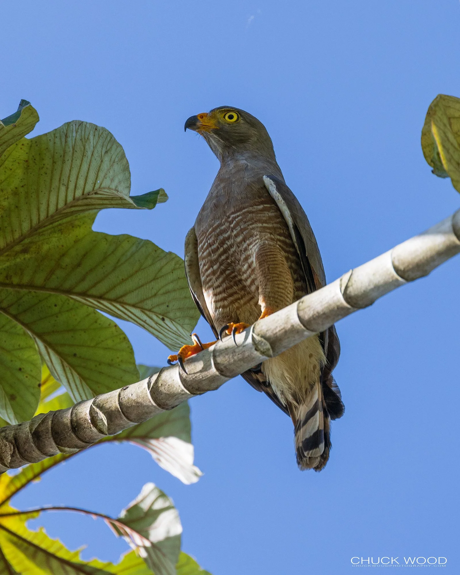  CATIE, Costa Rica 2020 