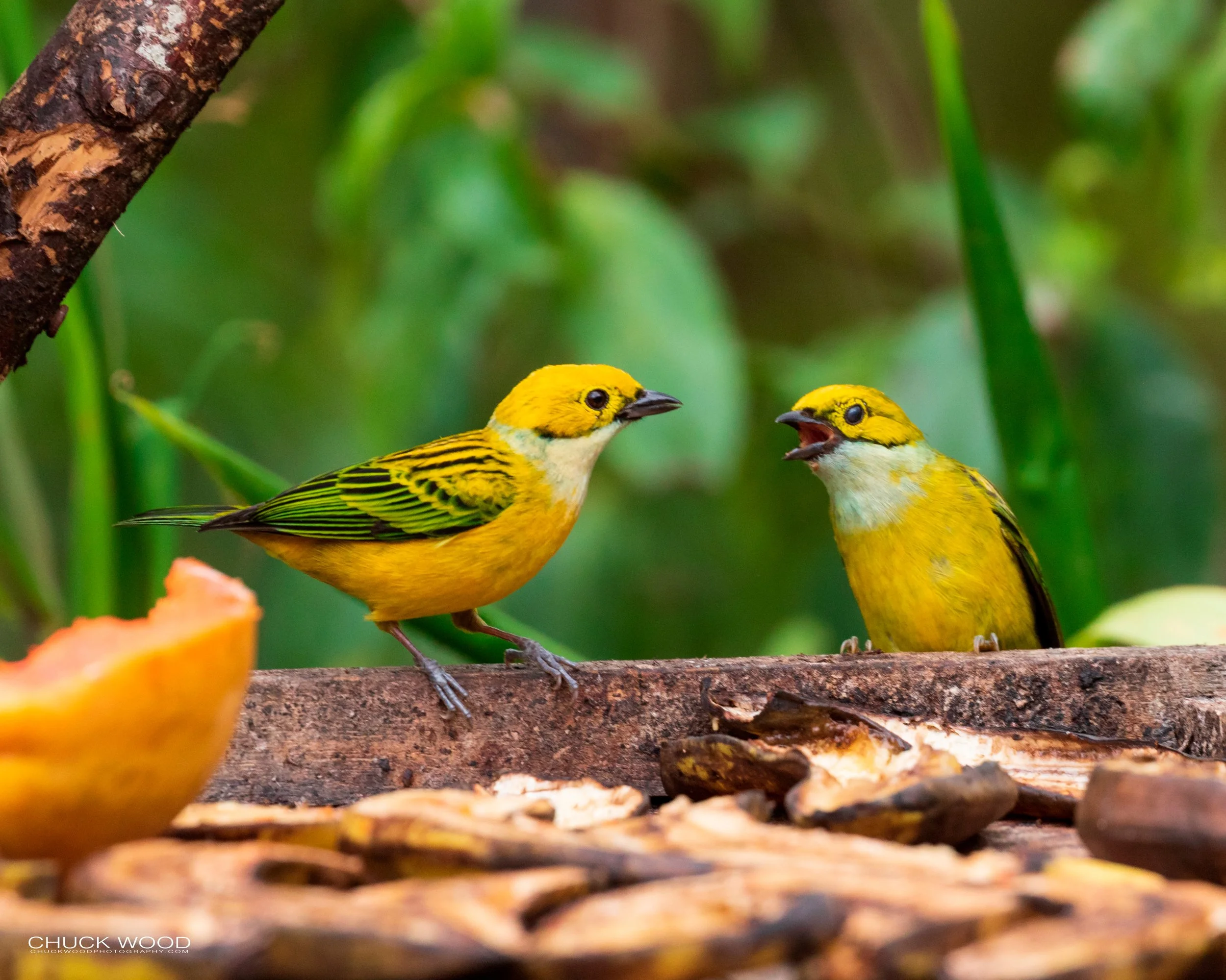  Bosque Del Tolomunco, Costa Rica 2020 