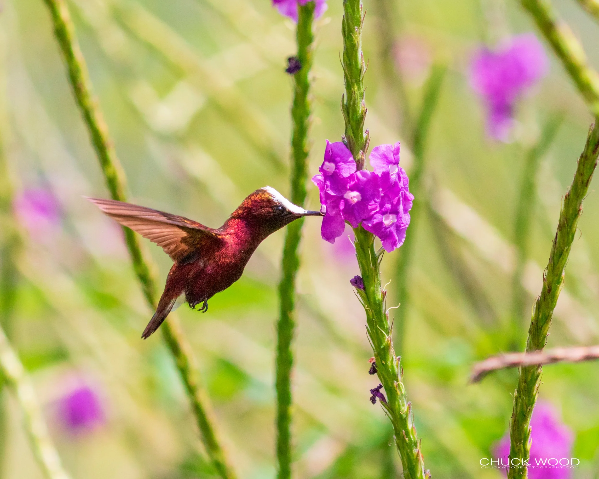  Rancho Naturalista, Costa Rica 2020 