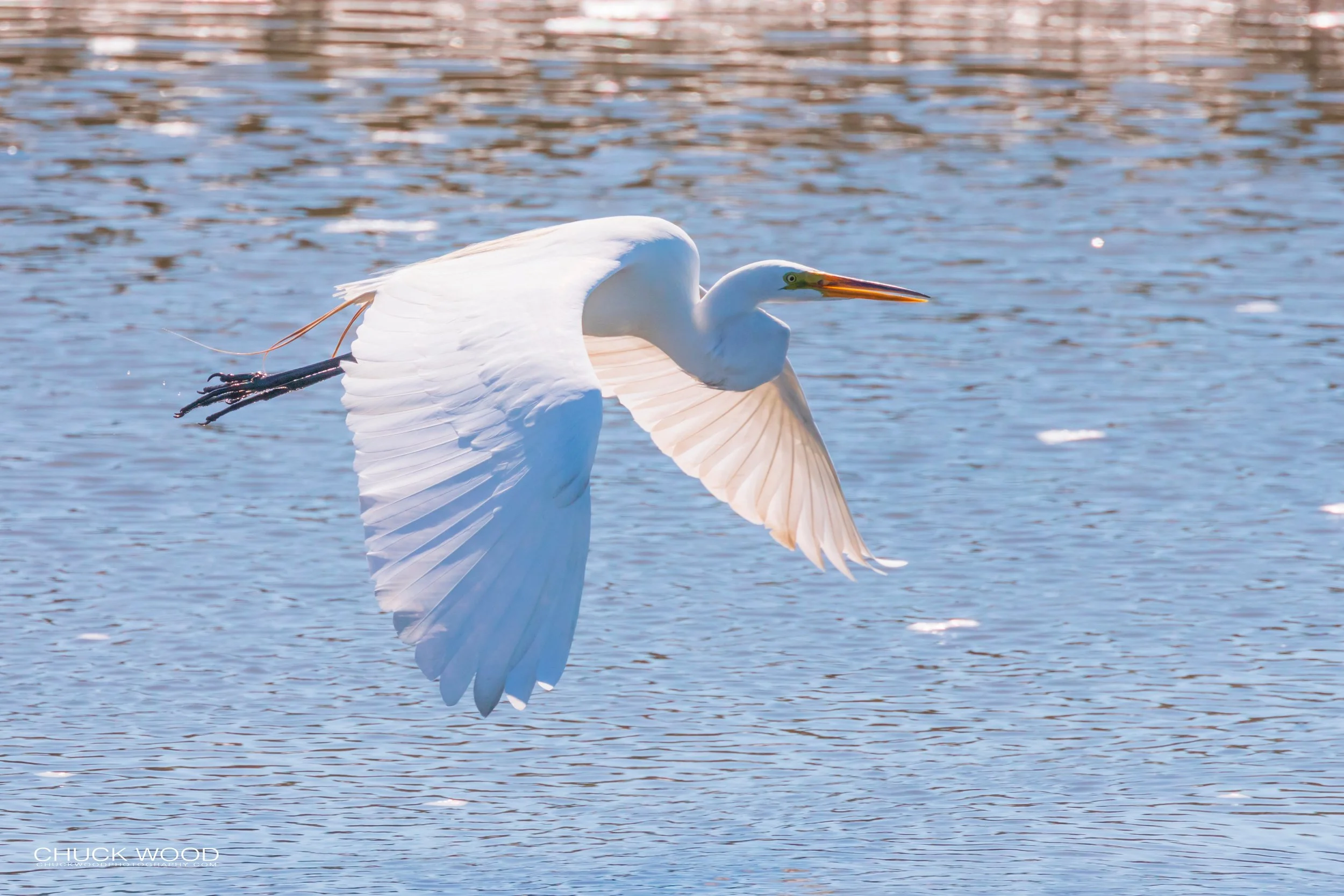  Forsythe NWR, NJ 2019 