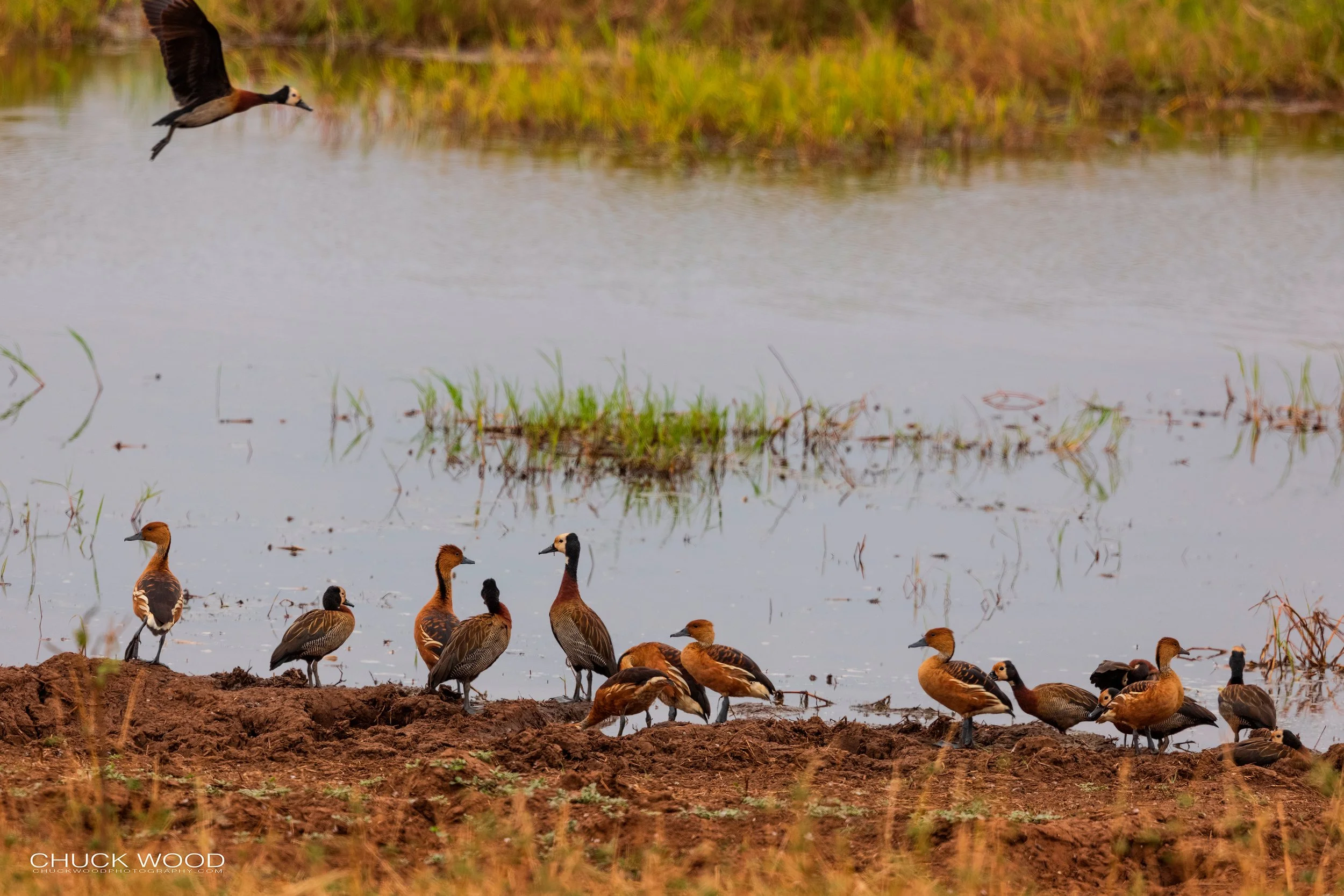  Tarangire, Tanzania 2021 