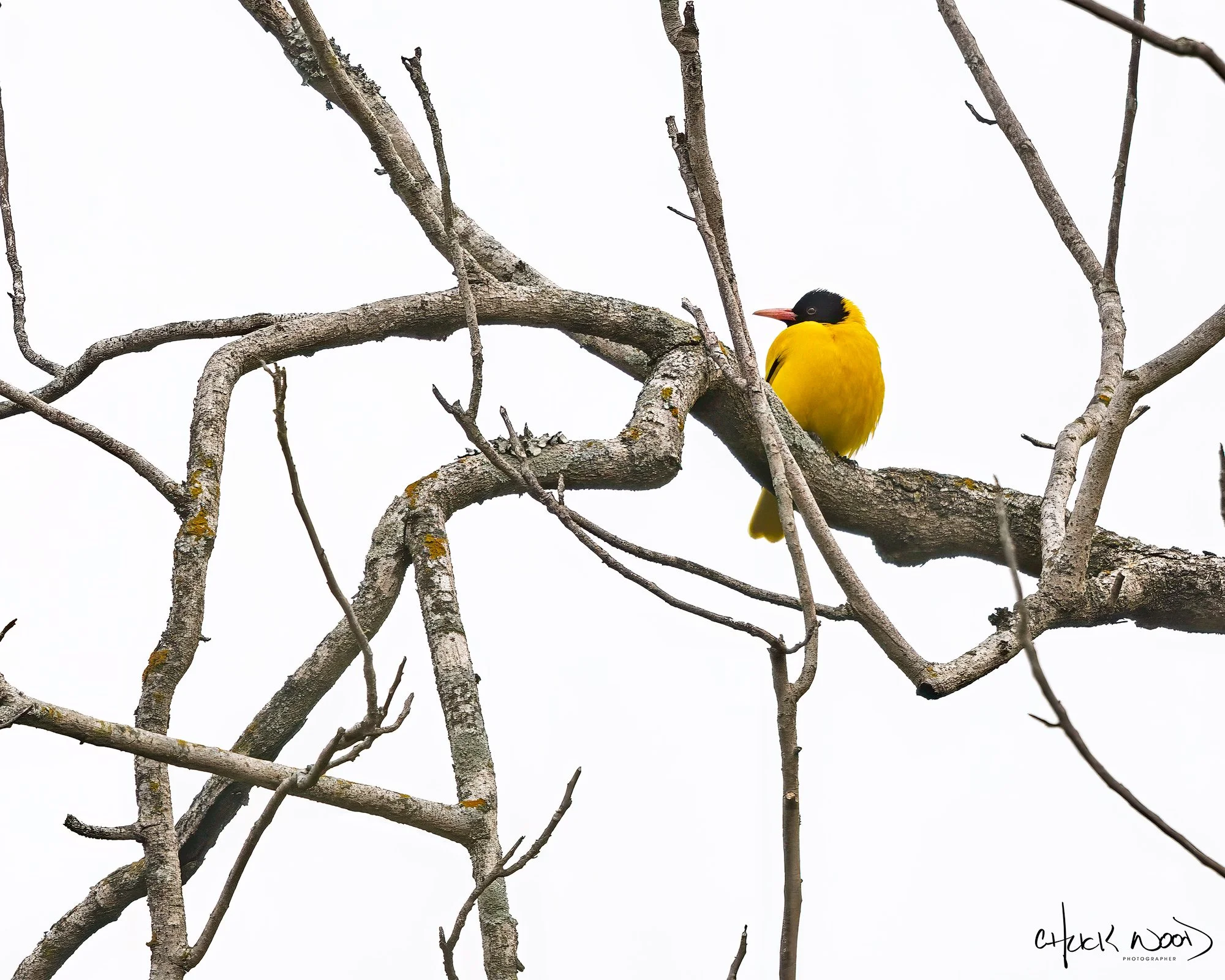  Corbett National Park, India 
