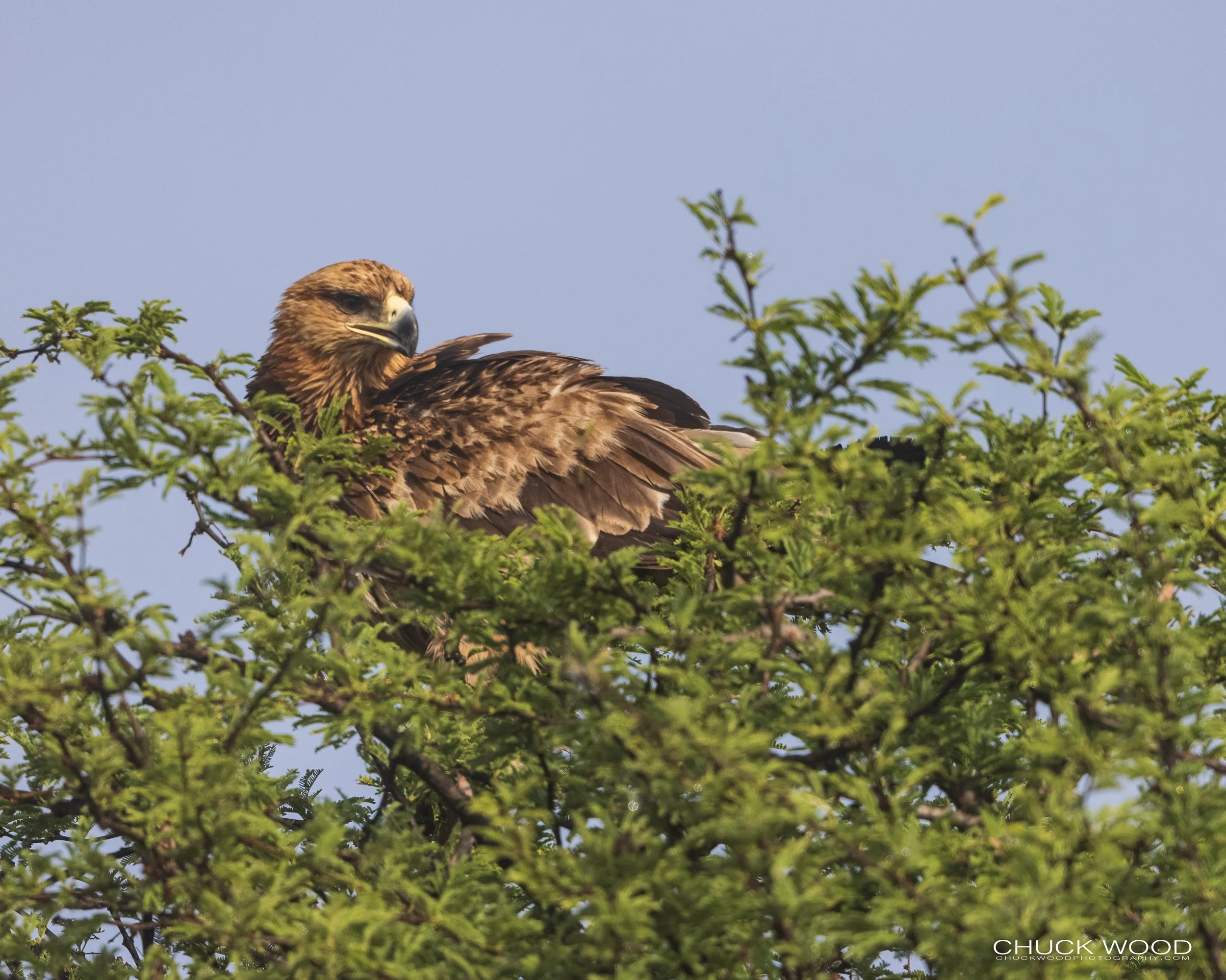  Serengeti, Tanzania 2021 