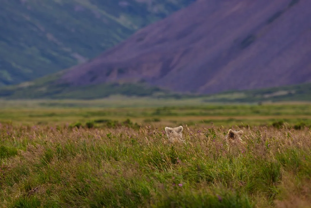 CW00113-Brown-Bear-Cubs-I-Katmai-2022-1080.jpg
