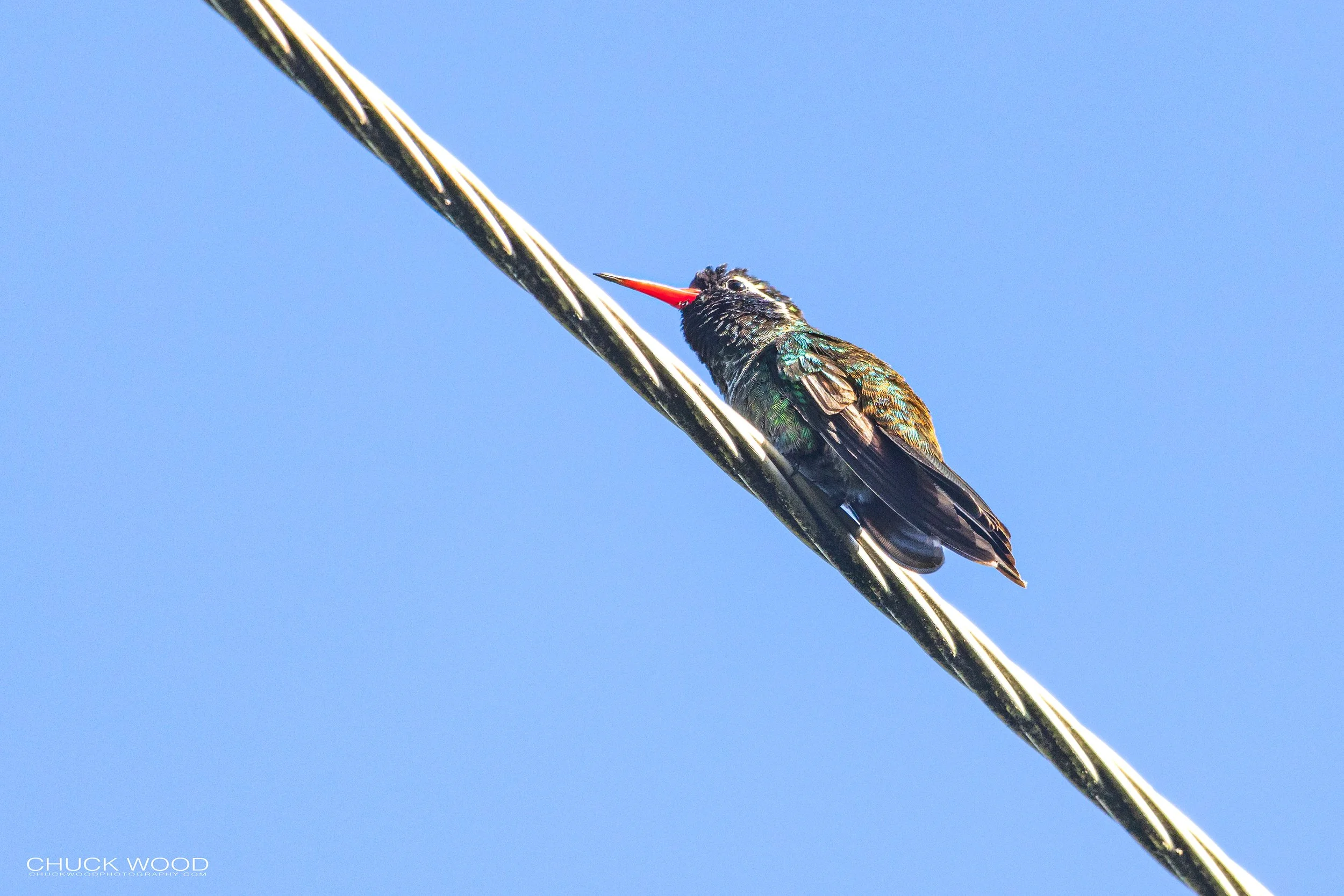  Arroyo Guacamaya, MX 2022 