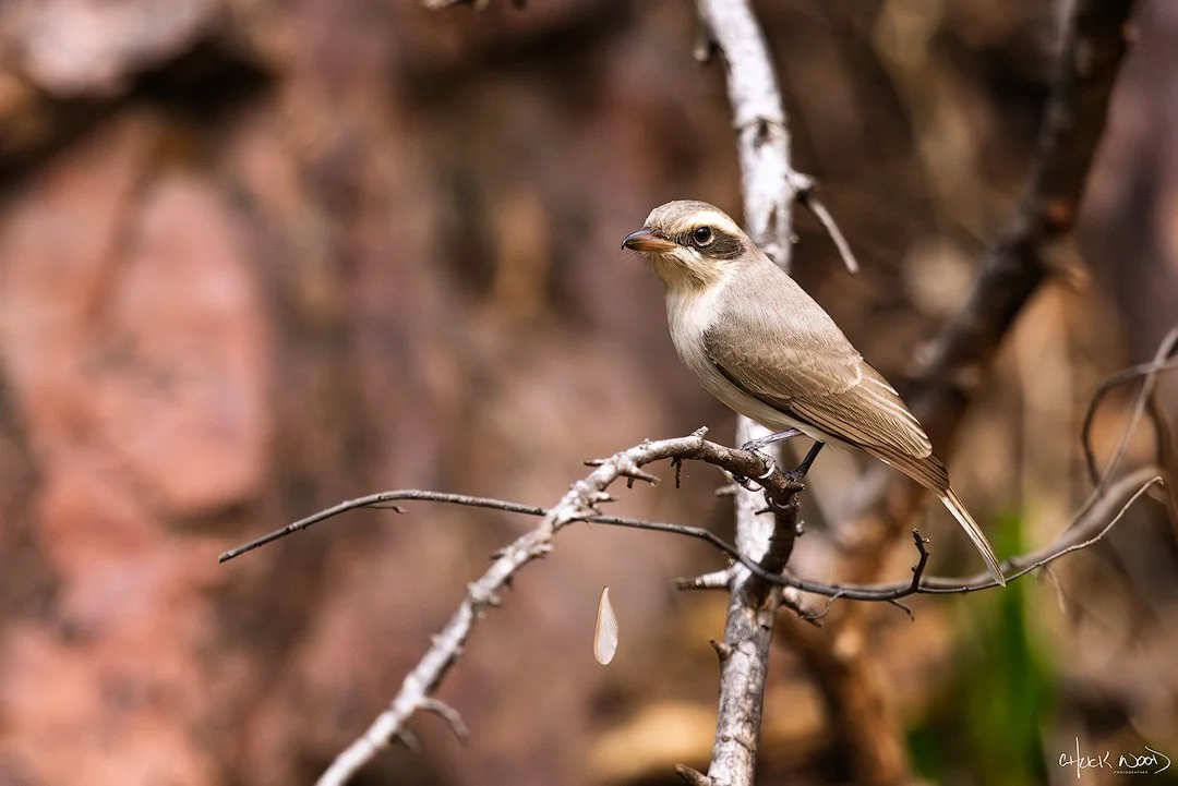  Ranthambore, India 2025 