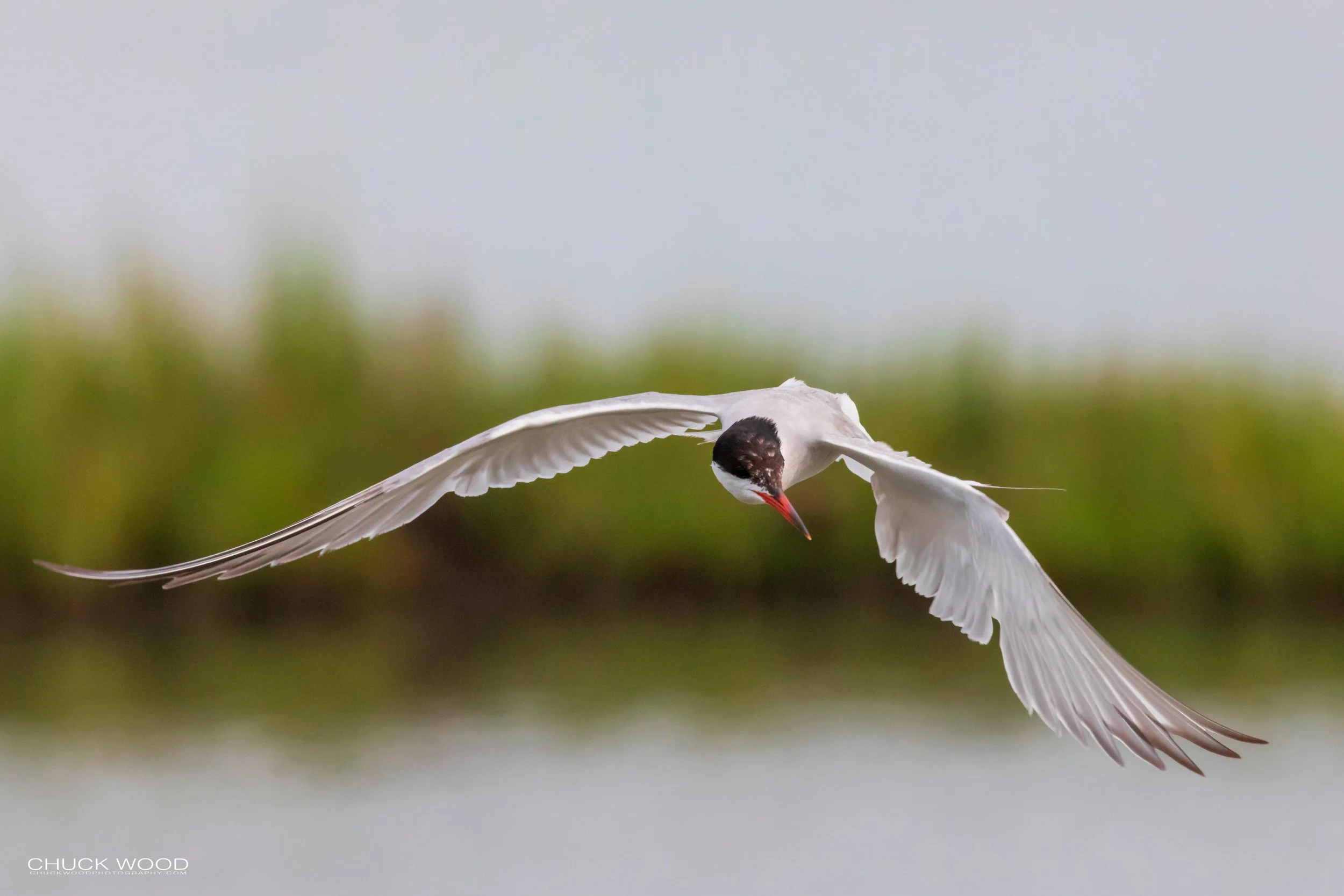  Forsythe NWR, NJ 2019 
