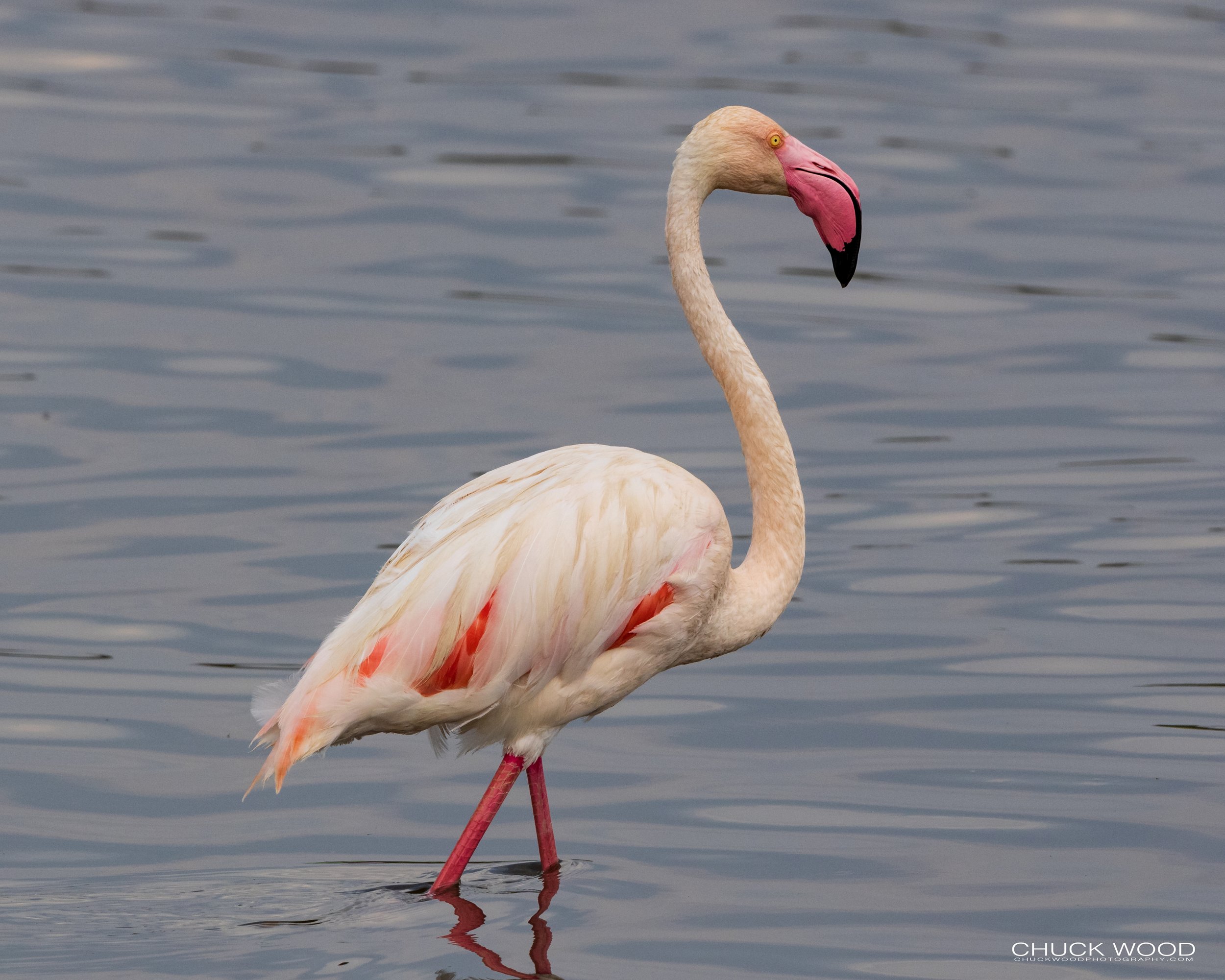 Serengeti, Tanzania 2021 