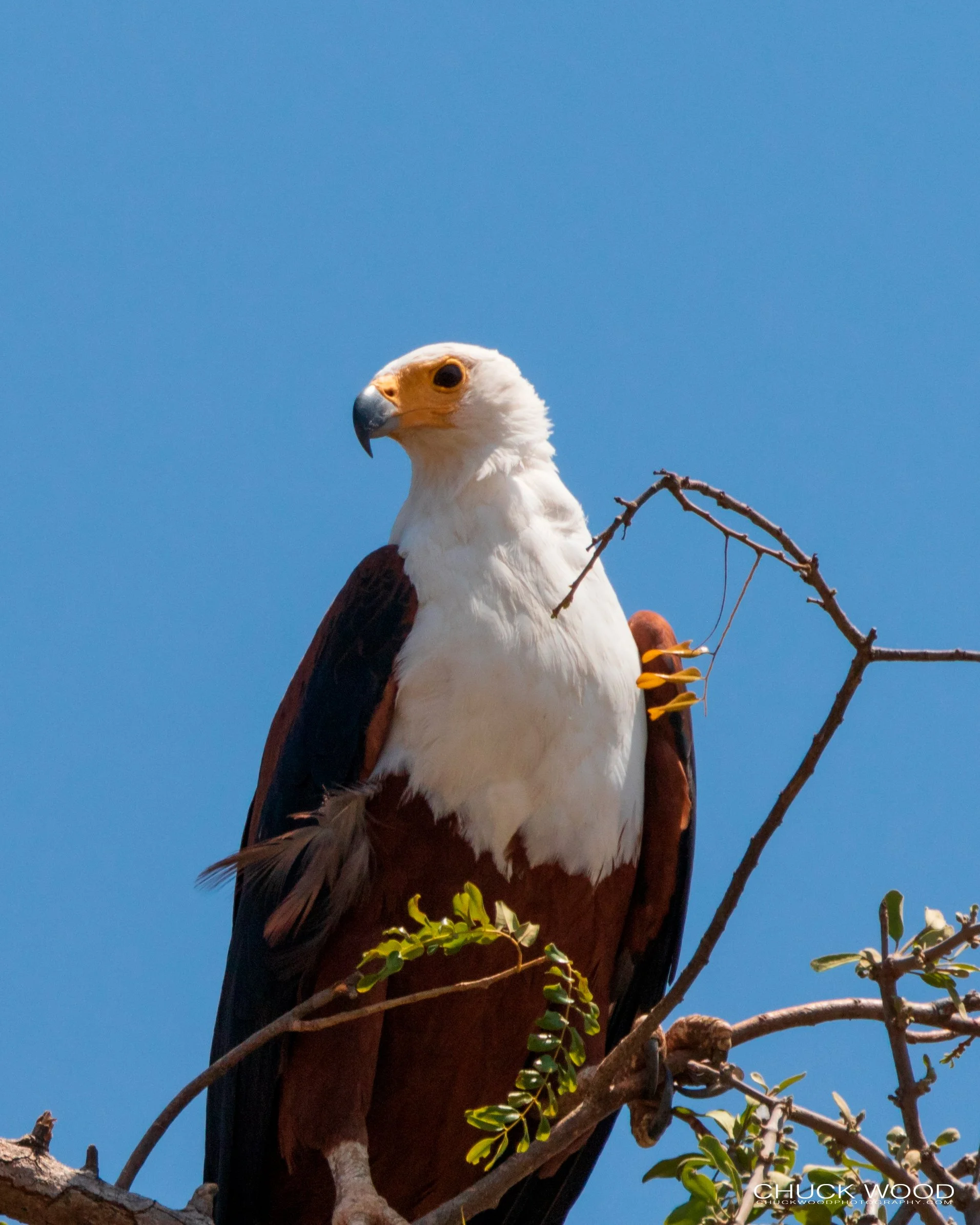  Lake Kariba, Zimbabwe 2019 