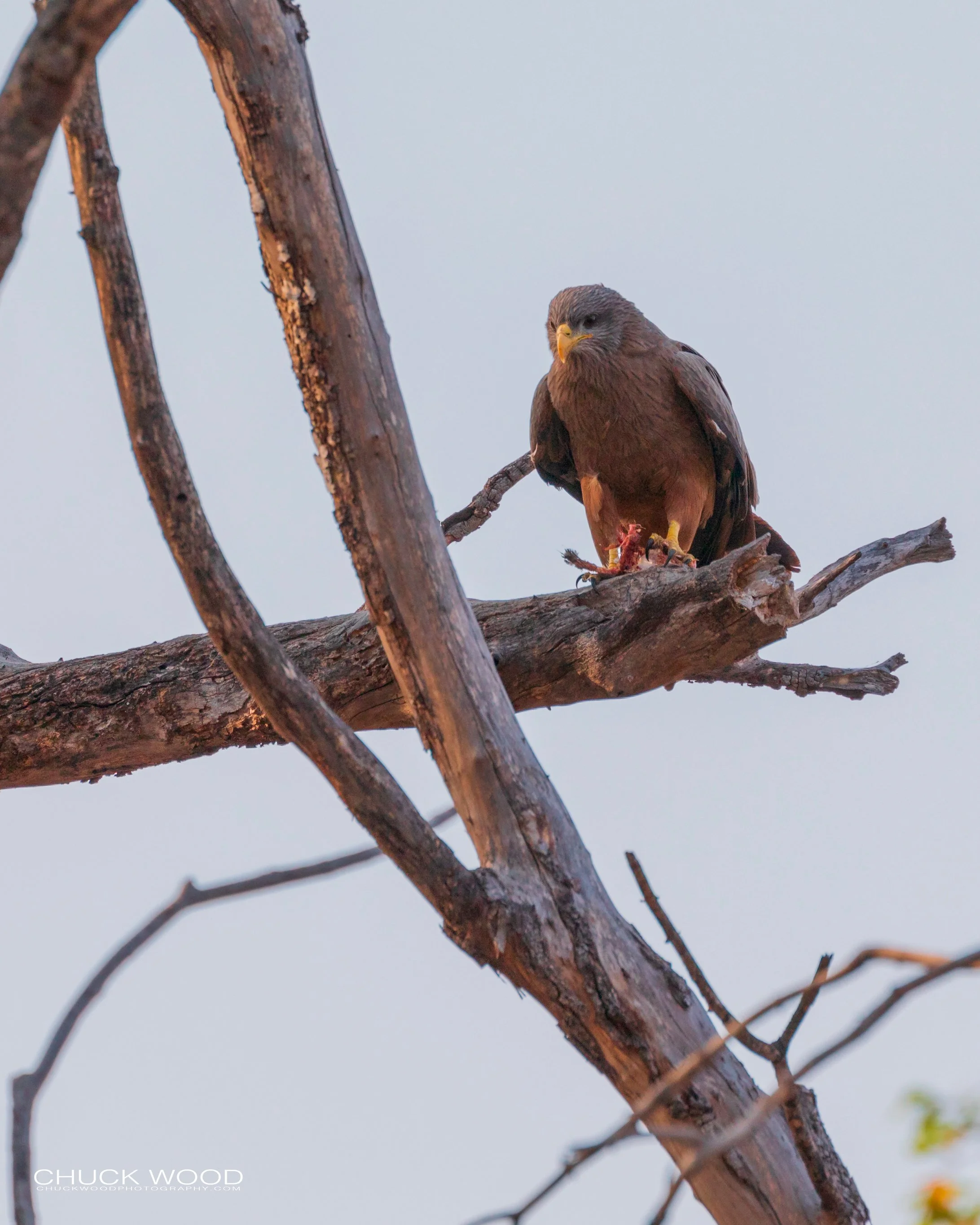  Victoria Falls, Zimbabwe 2019 