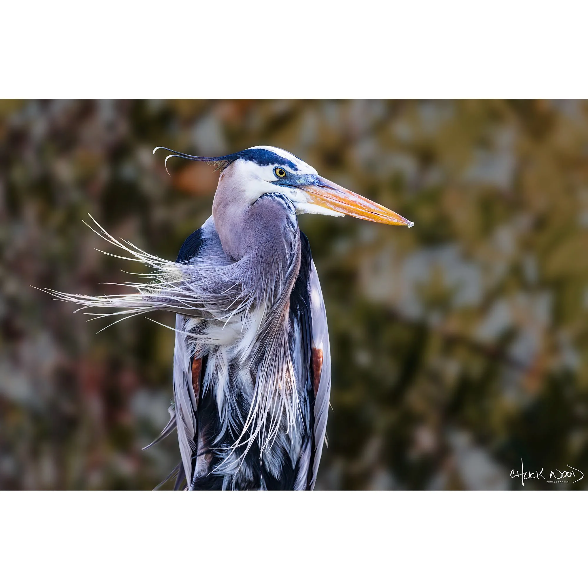 CW00434-Great-Blue-Heron-Merritt-2020-STORE.jpg