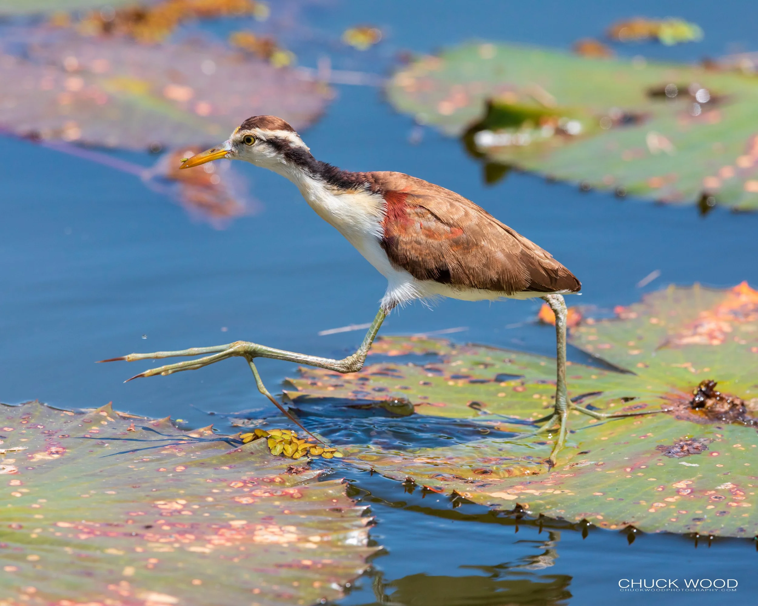  CATIE, Costa Rica 2020 