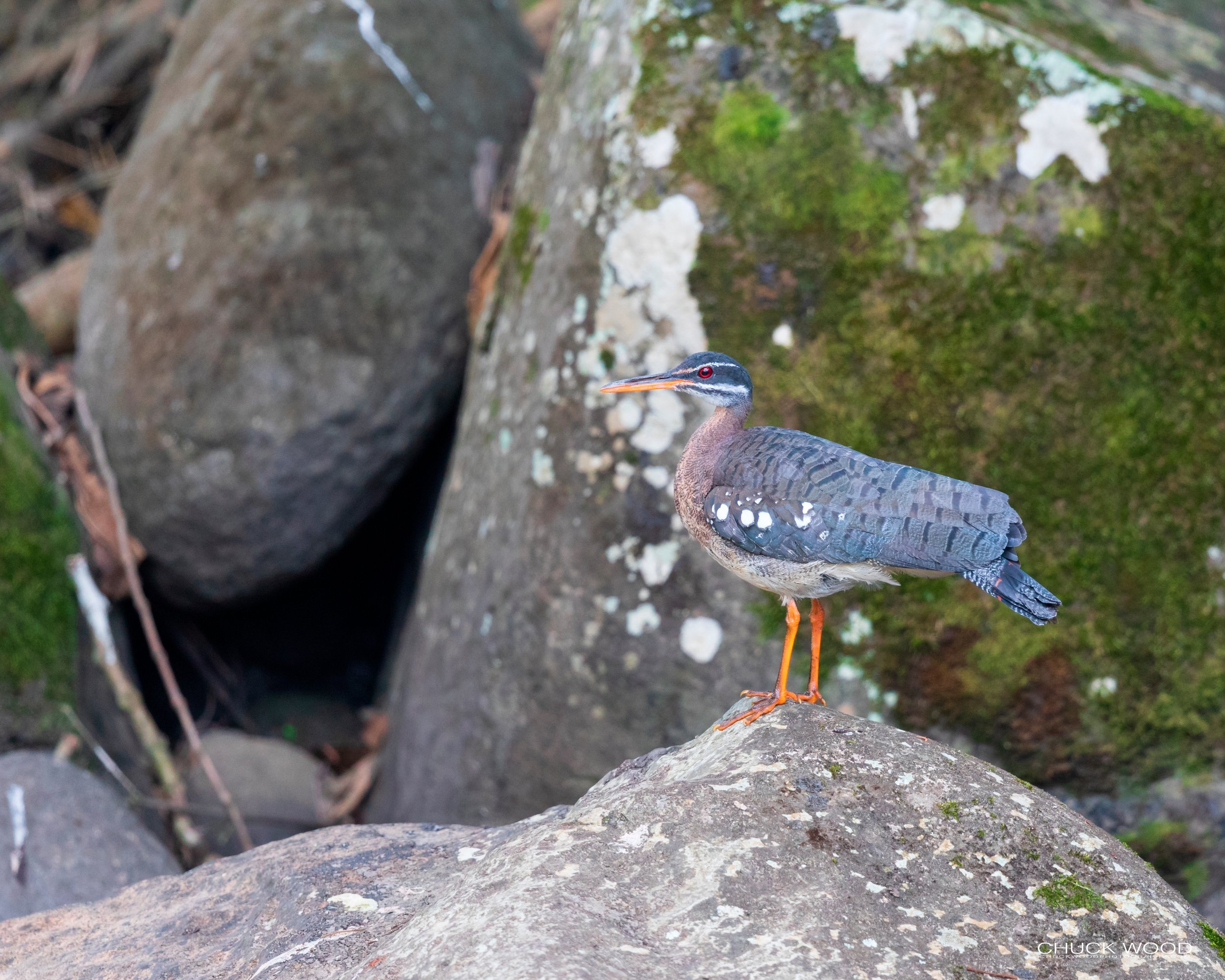  River This Valley, Costa Rica 2020 
