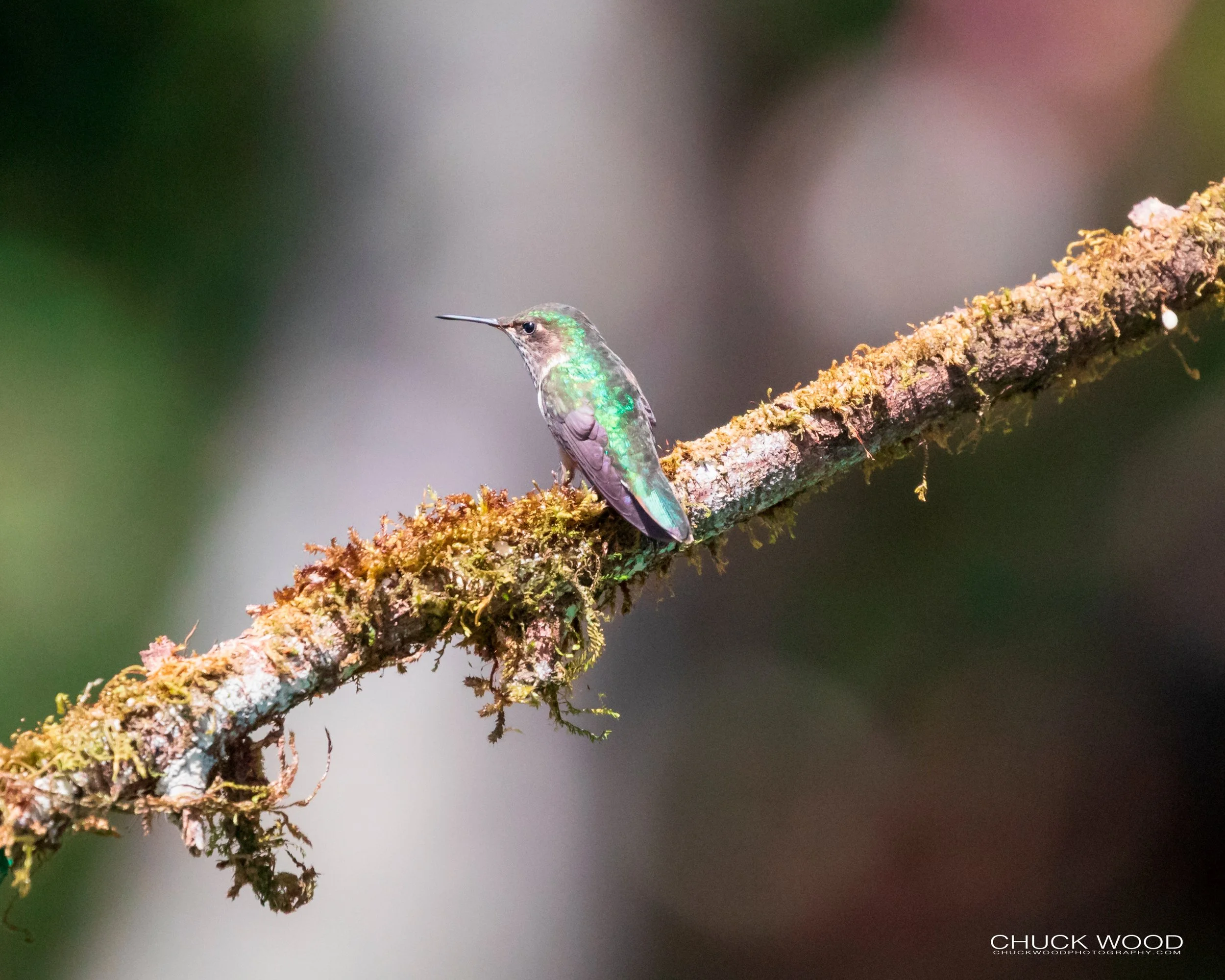  Paraiso Quetzal, Costa Rica 2020 