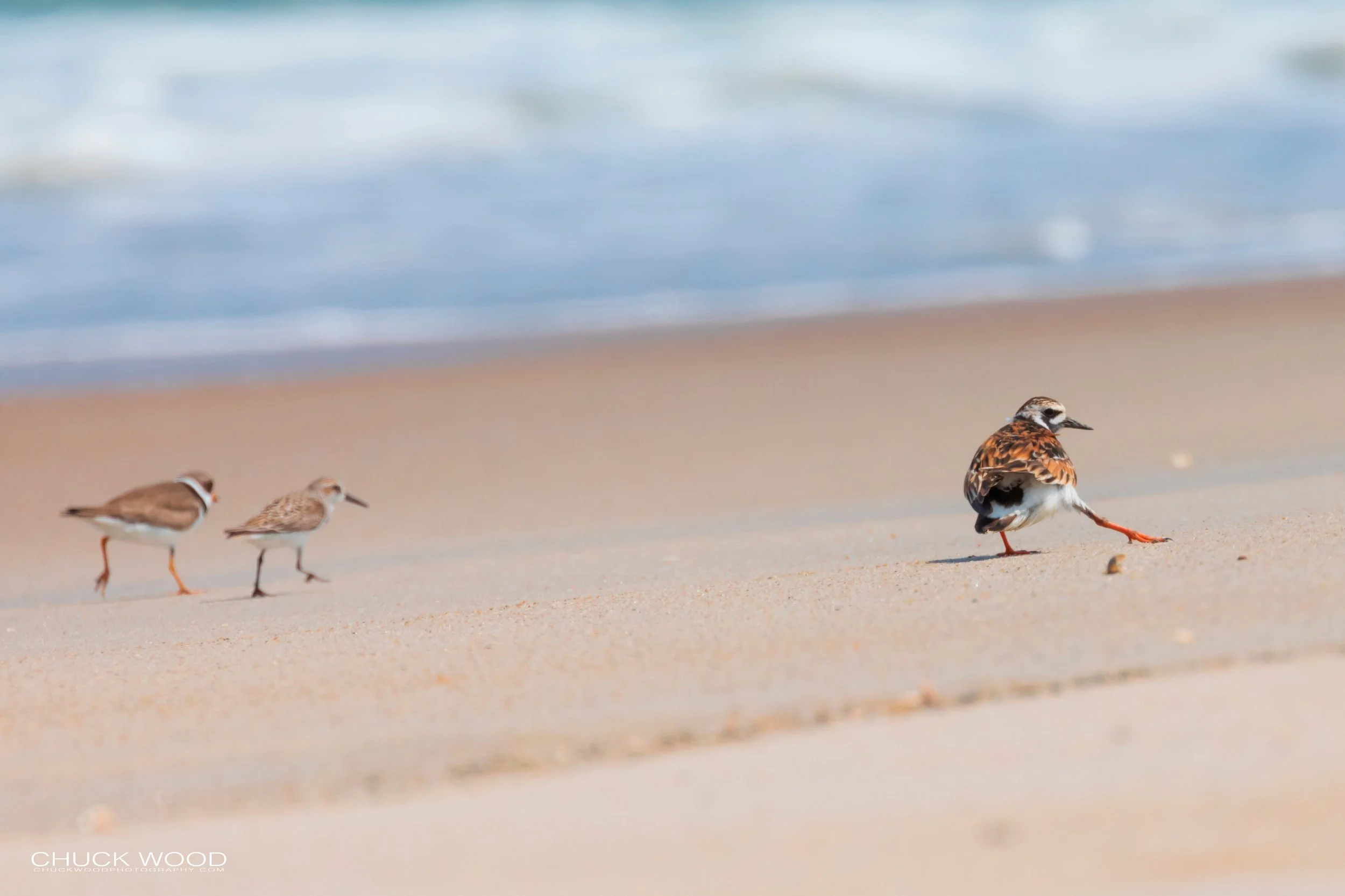  Pea Island NWR, NC 2019 