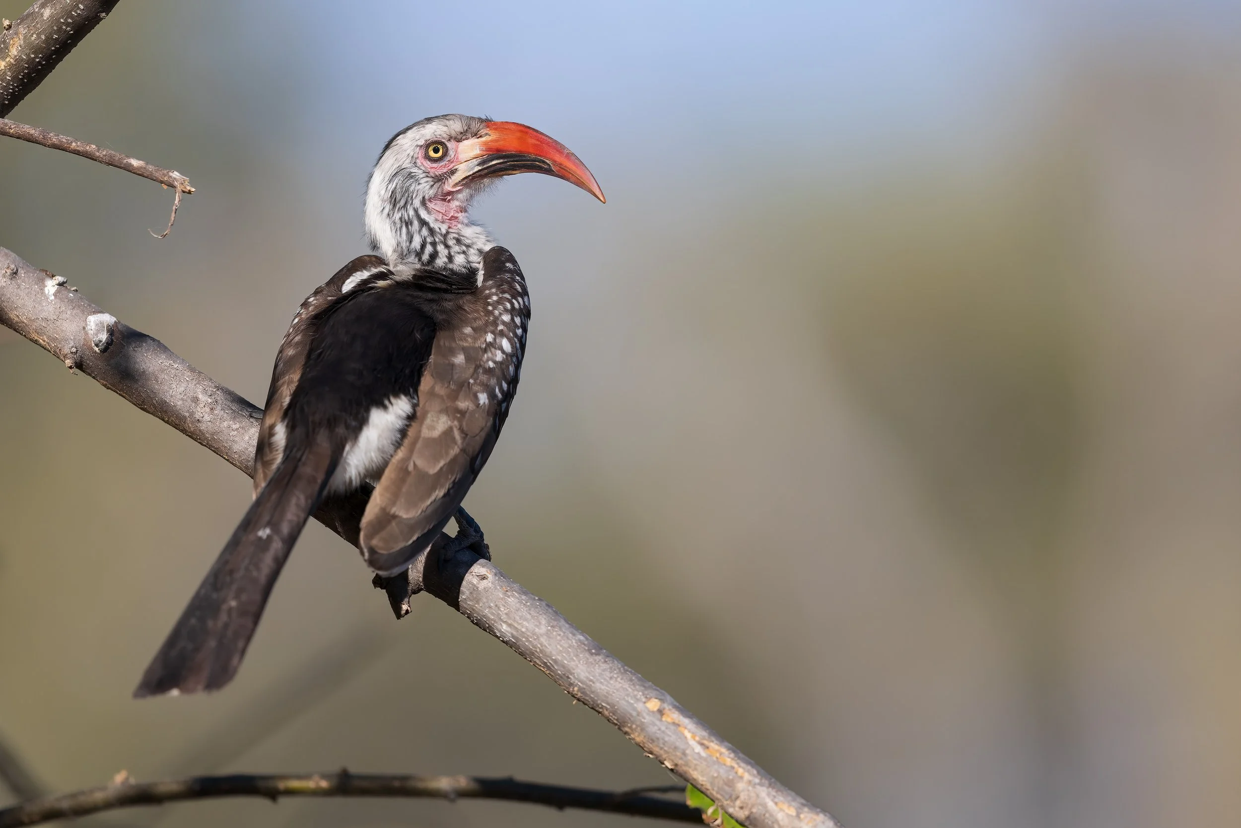  Moremi, Botswana 2023 