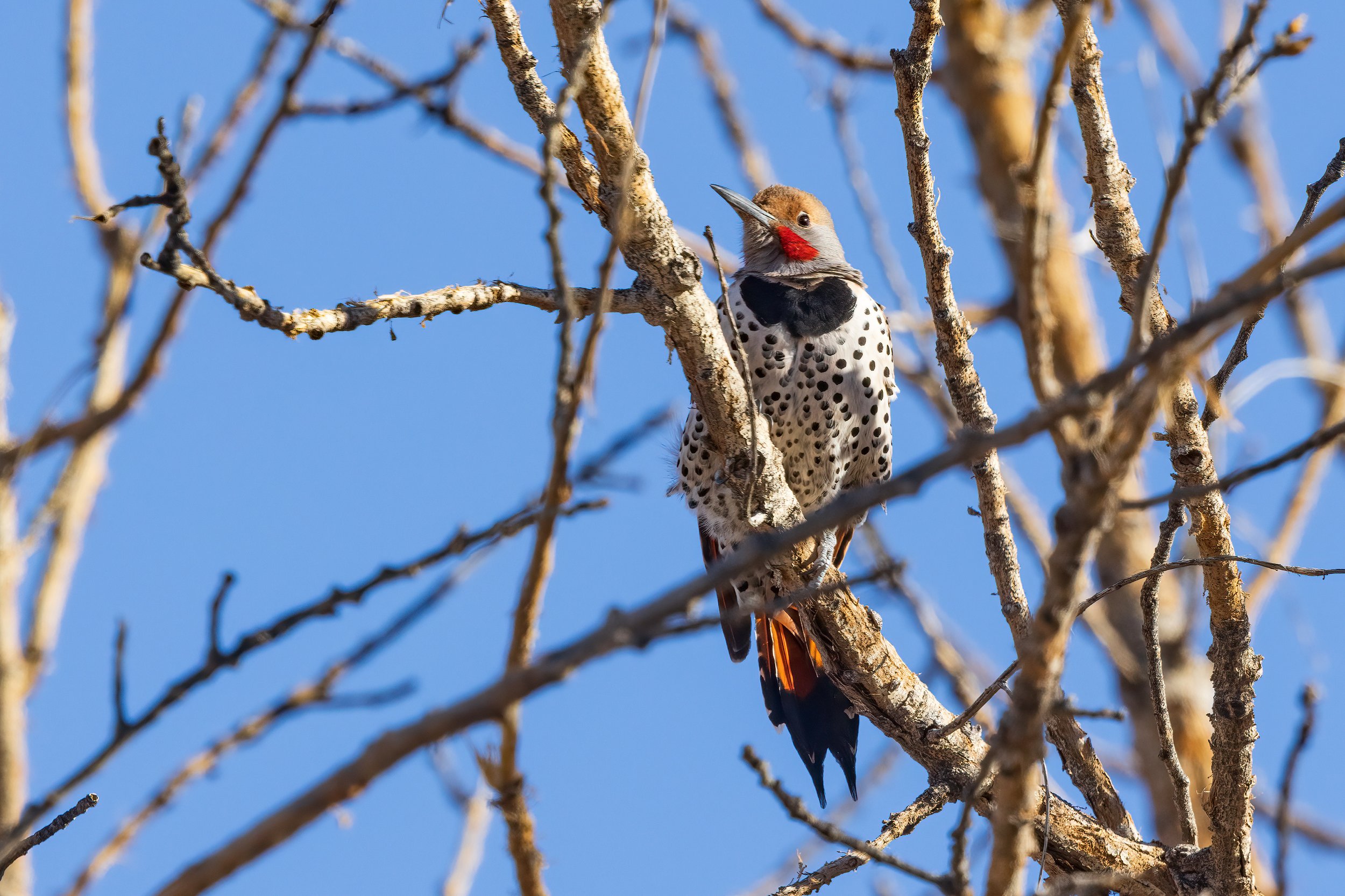  Bosque del Apache, NM 2023 