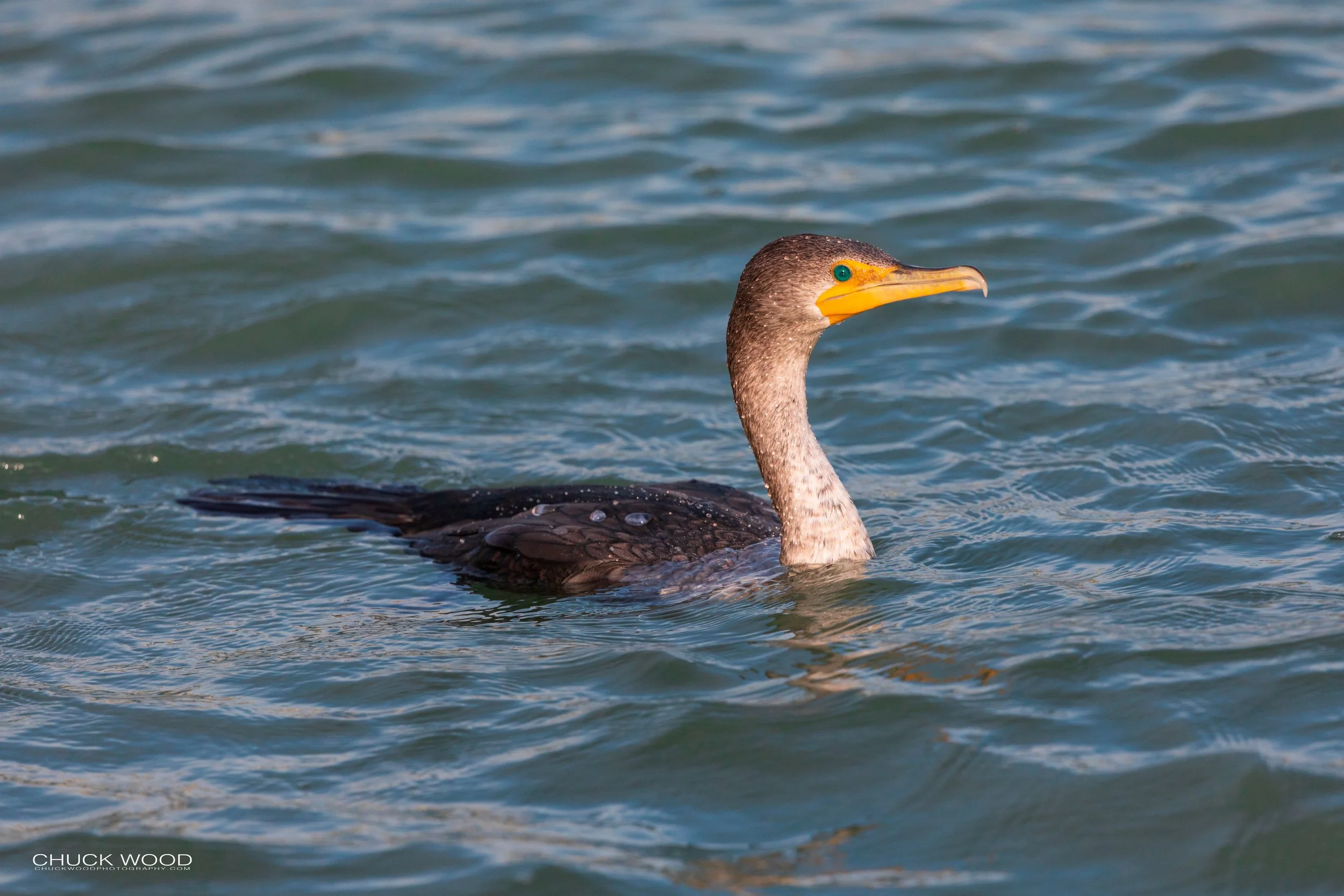  Sebastian Inlet, FL 2020 