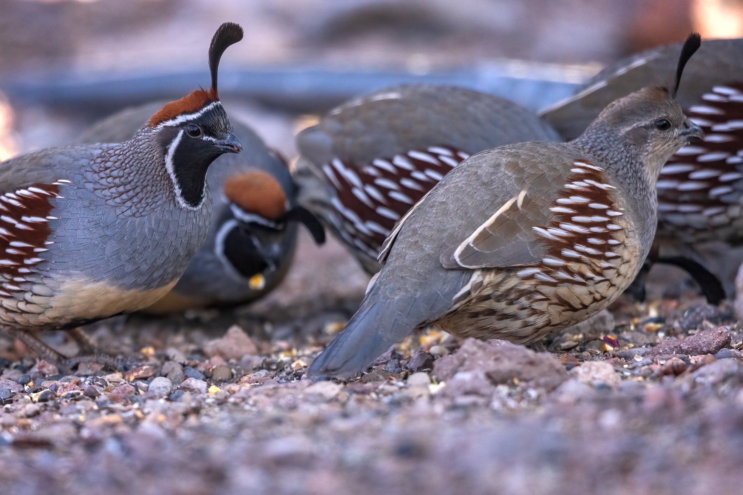  Bosque del Apache, NM 2023 