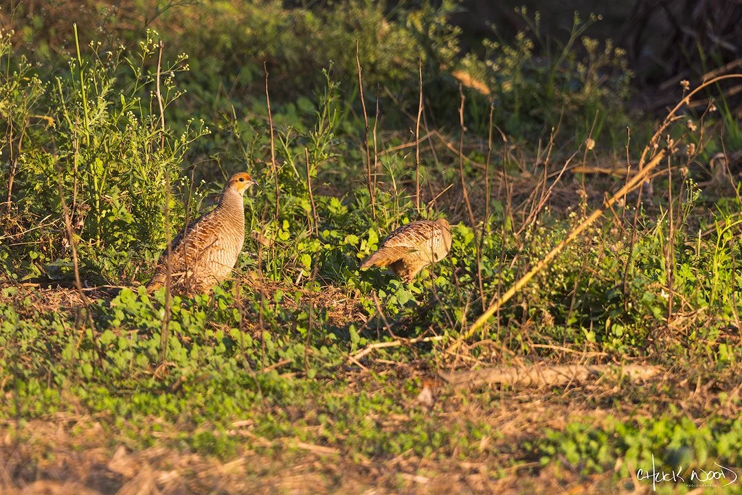  Chambal Safari Lodge, India 2025 