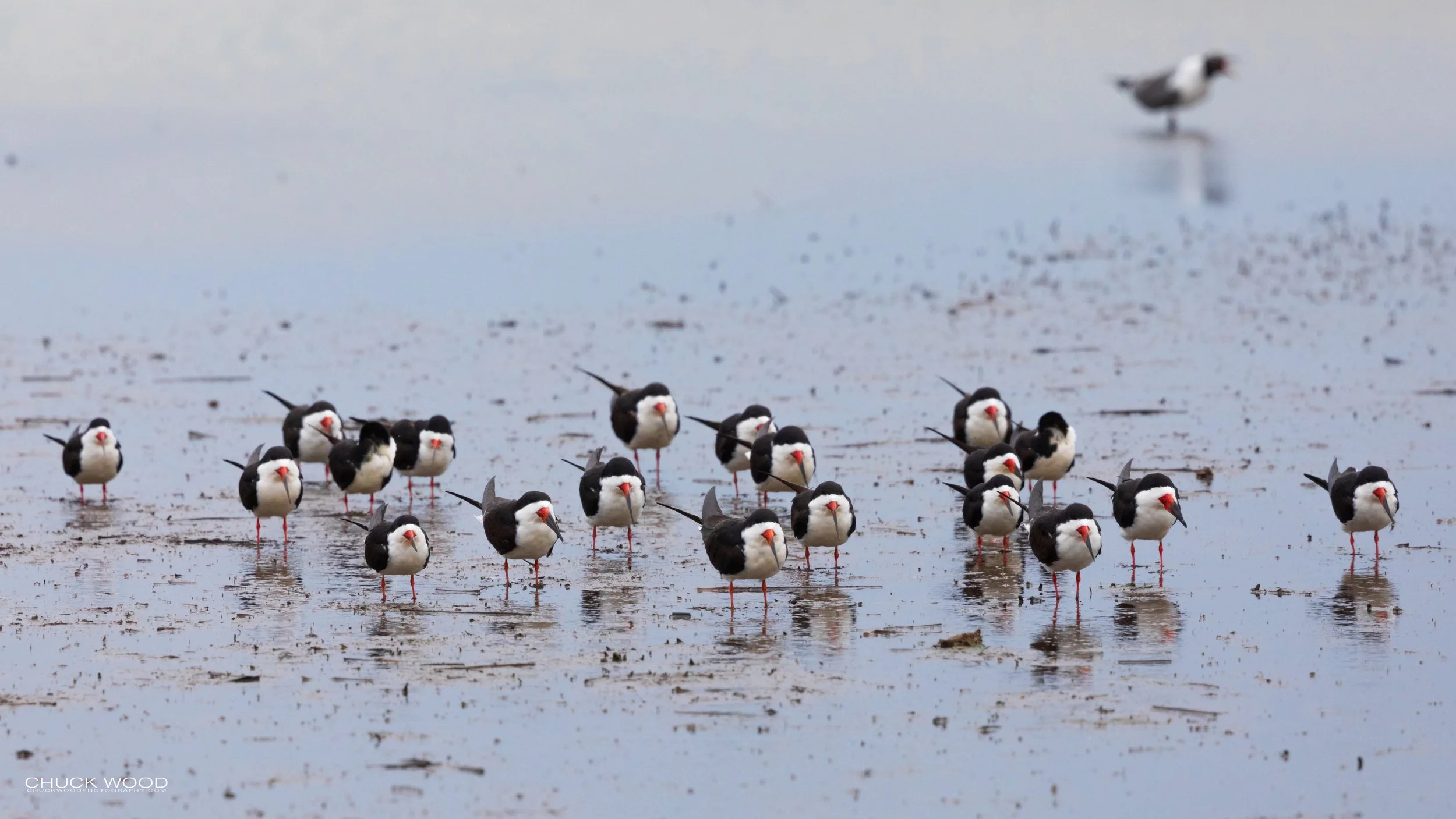  Forsythe NWR, NJ 2020 