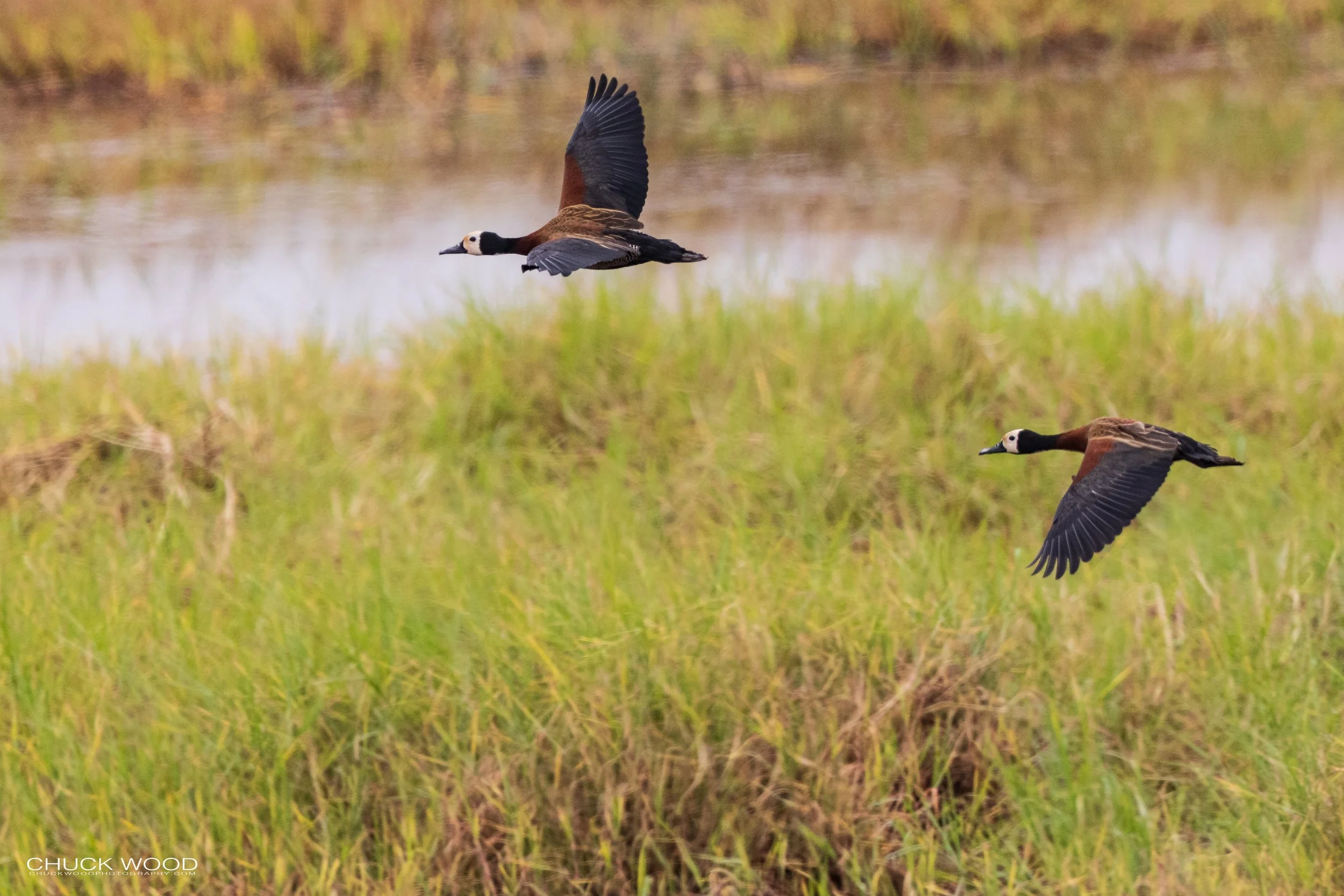  Chobe River, Botswana 2023 