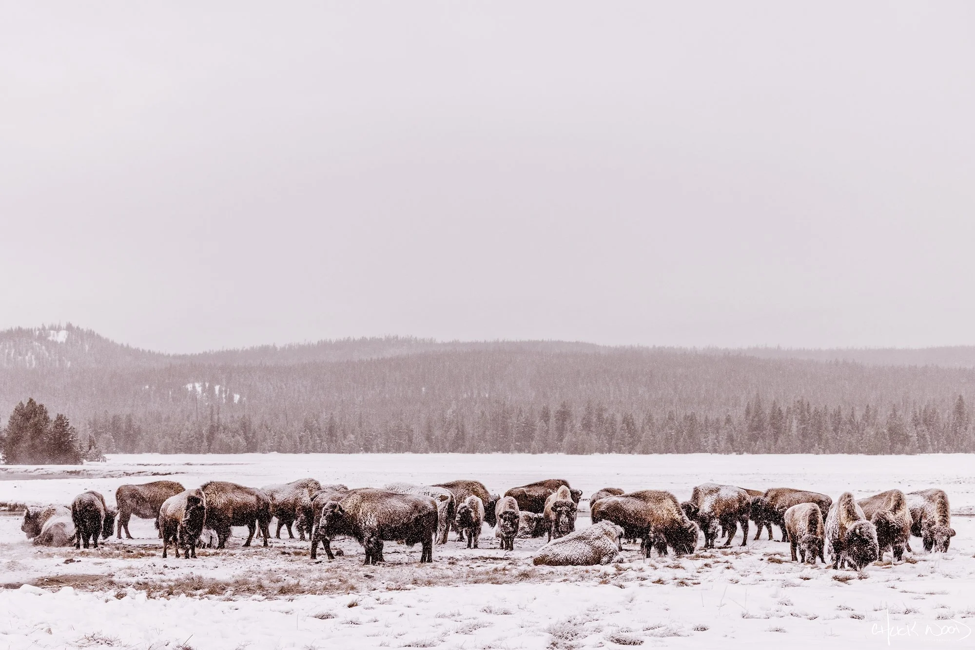 CW00619-The-Herd-Yellowstone-2026-2000-sig.jpg