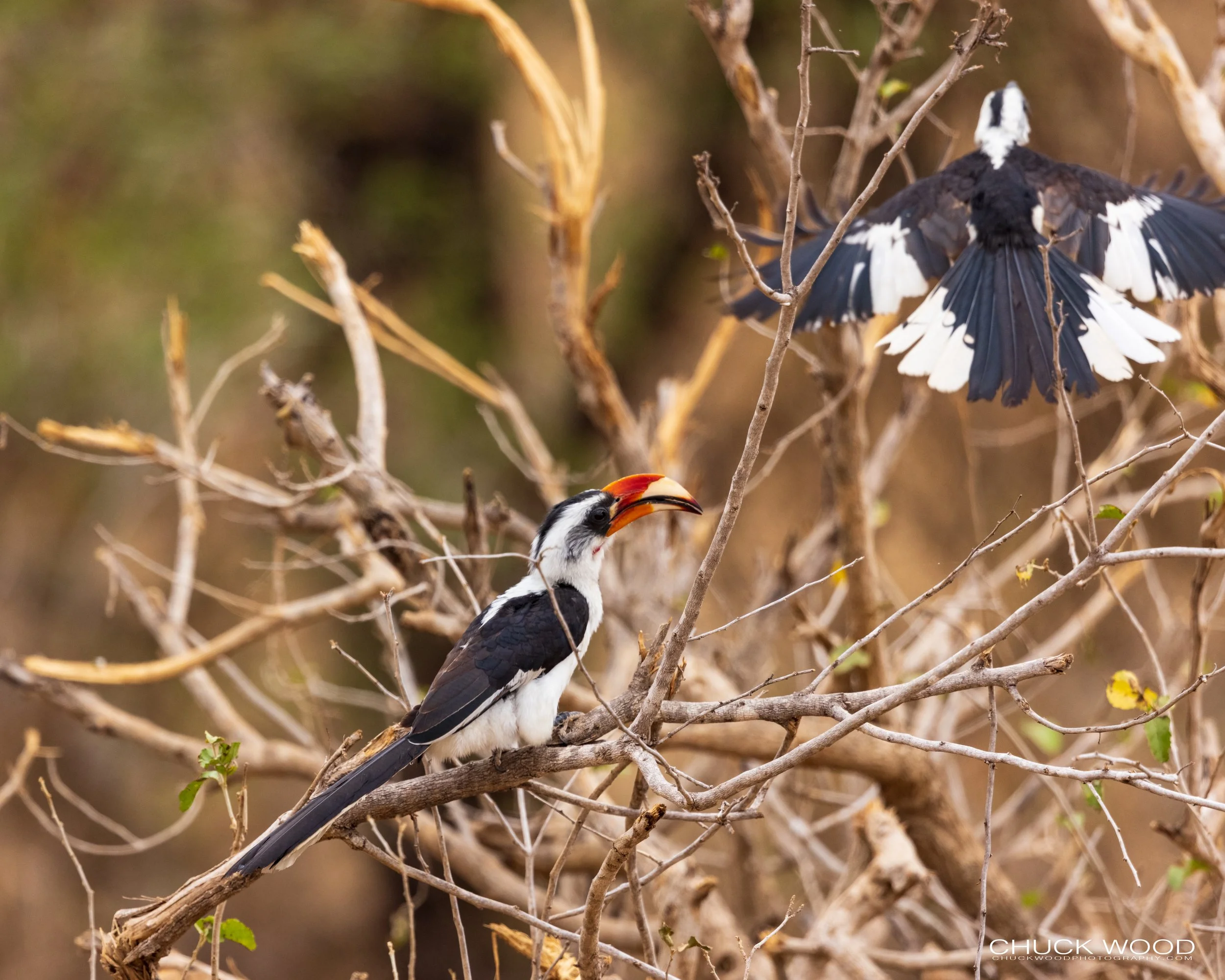  Tarangire, Tanzania 2021 