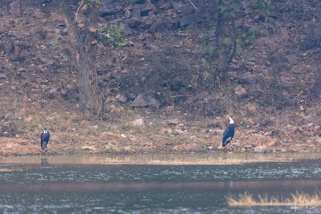  Ranthambore, India 2025 
