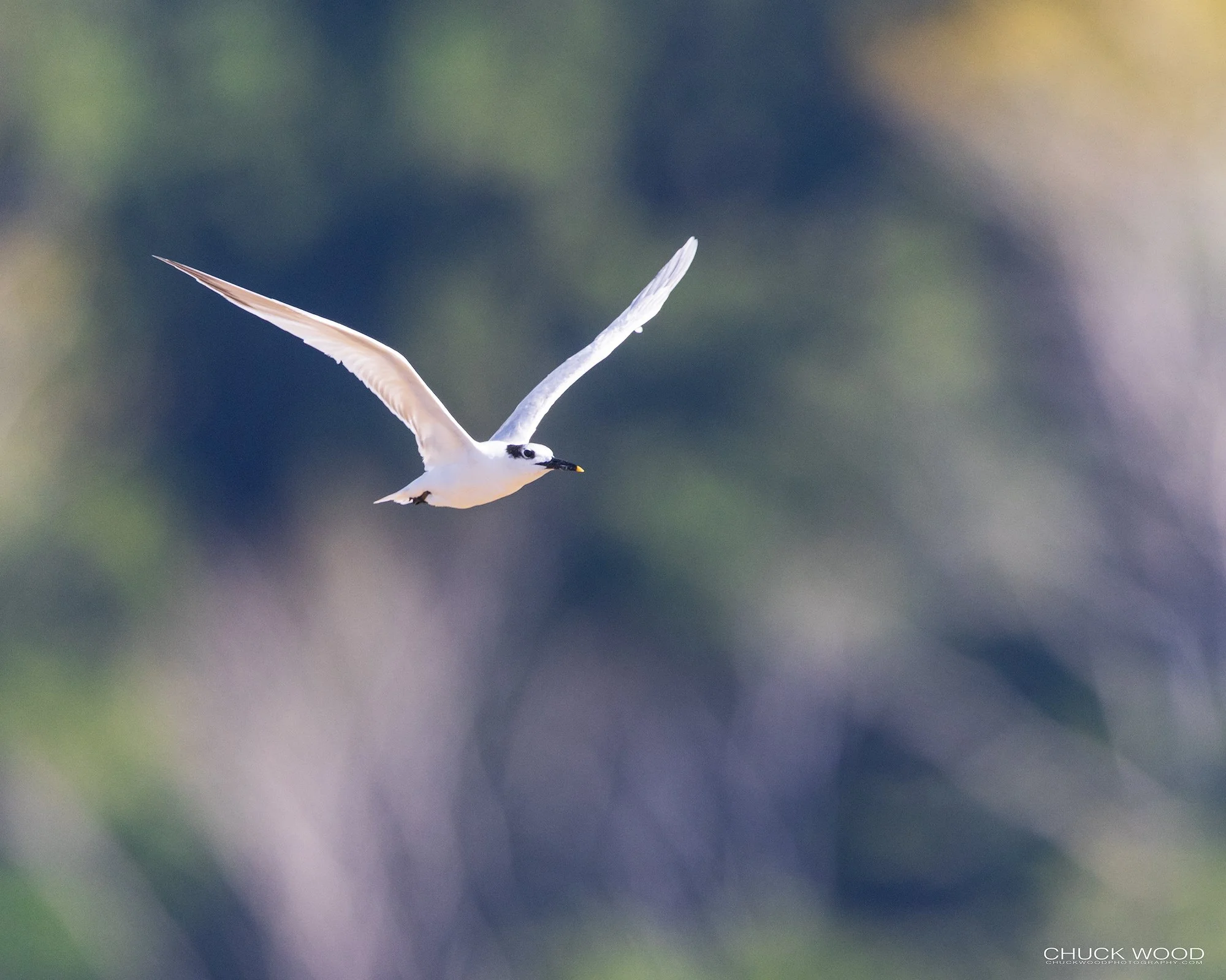  Osa Peninsula, Costa Rica 2022 