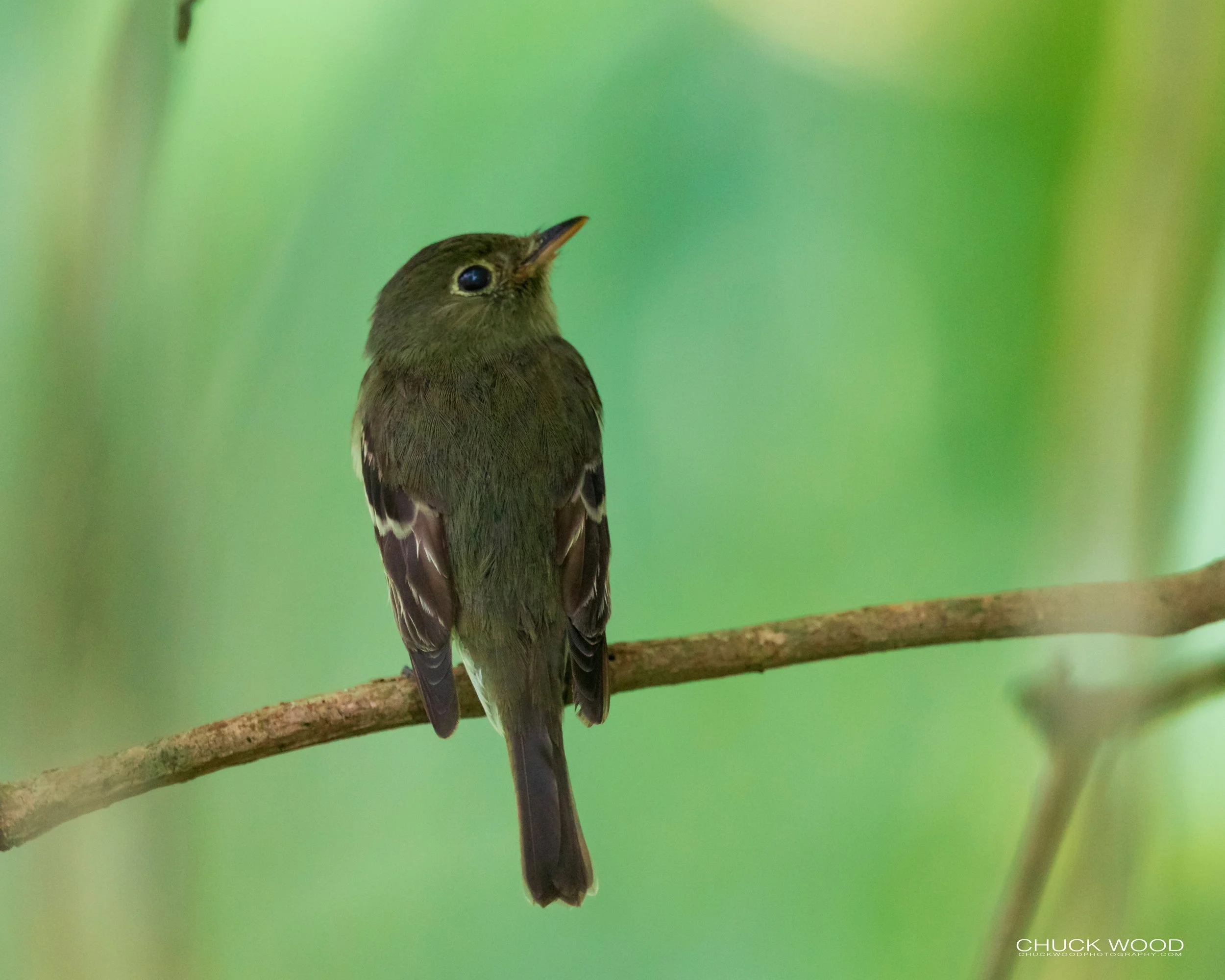  Rancho Naturalista, Costa Rica 2020 I/ 