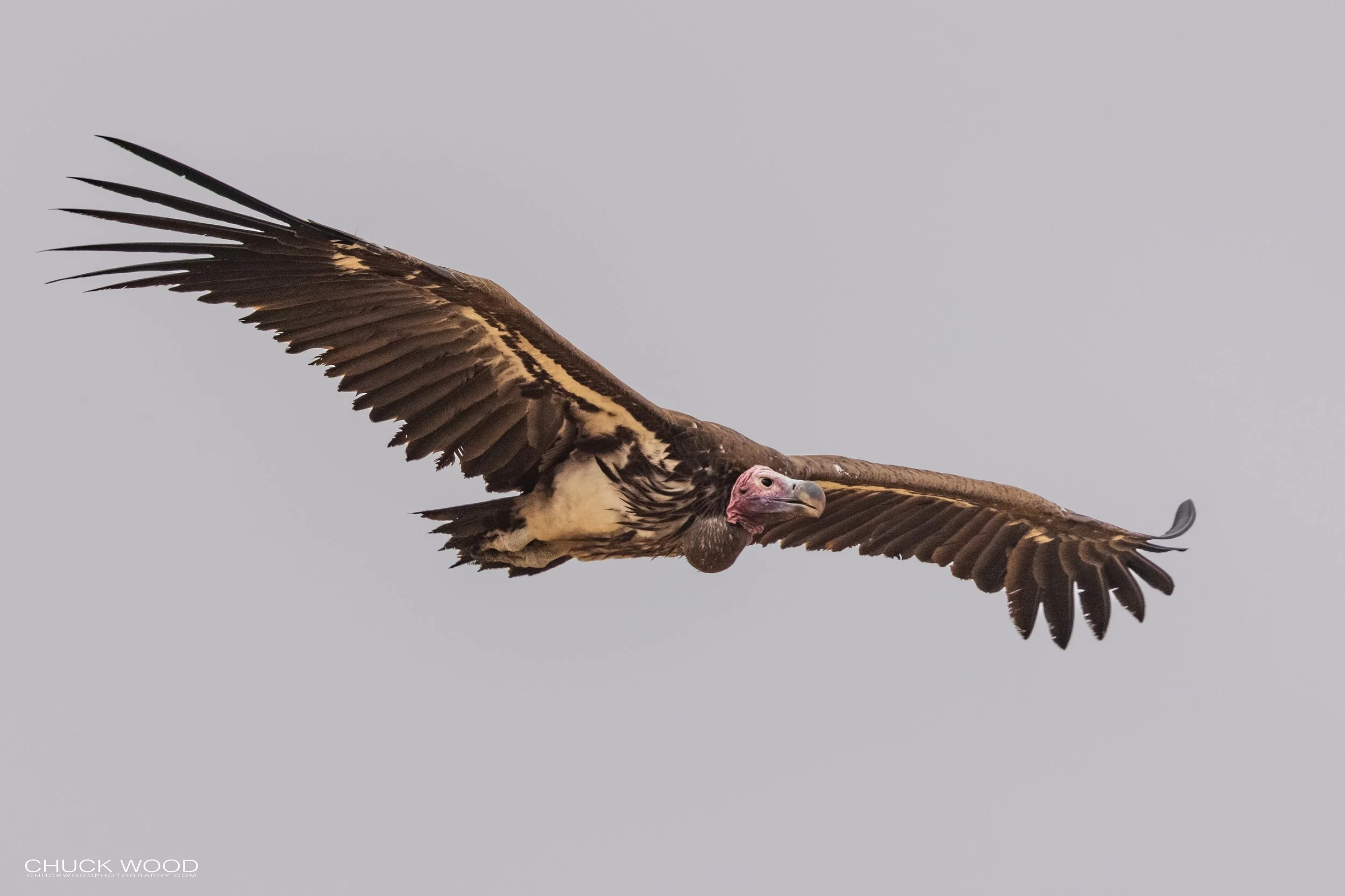  Tarangire, Tanzania 2021 