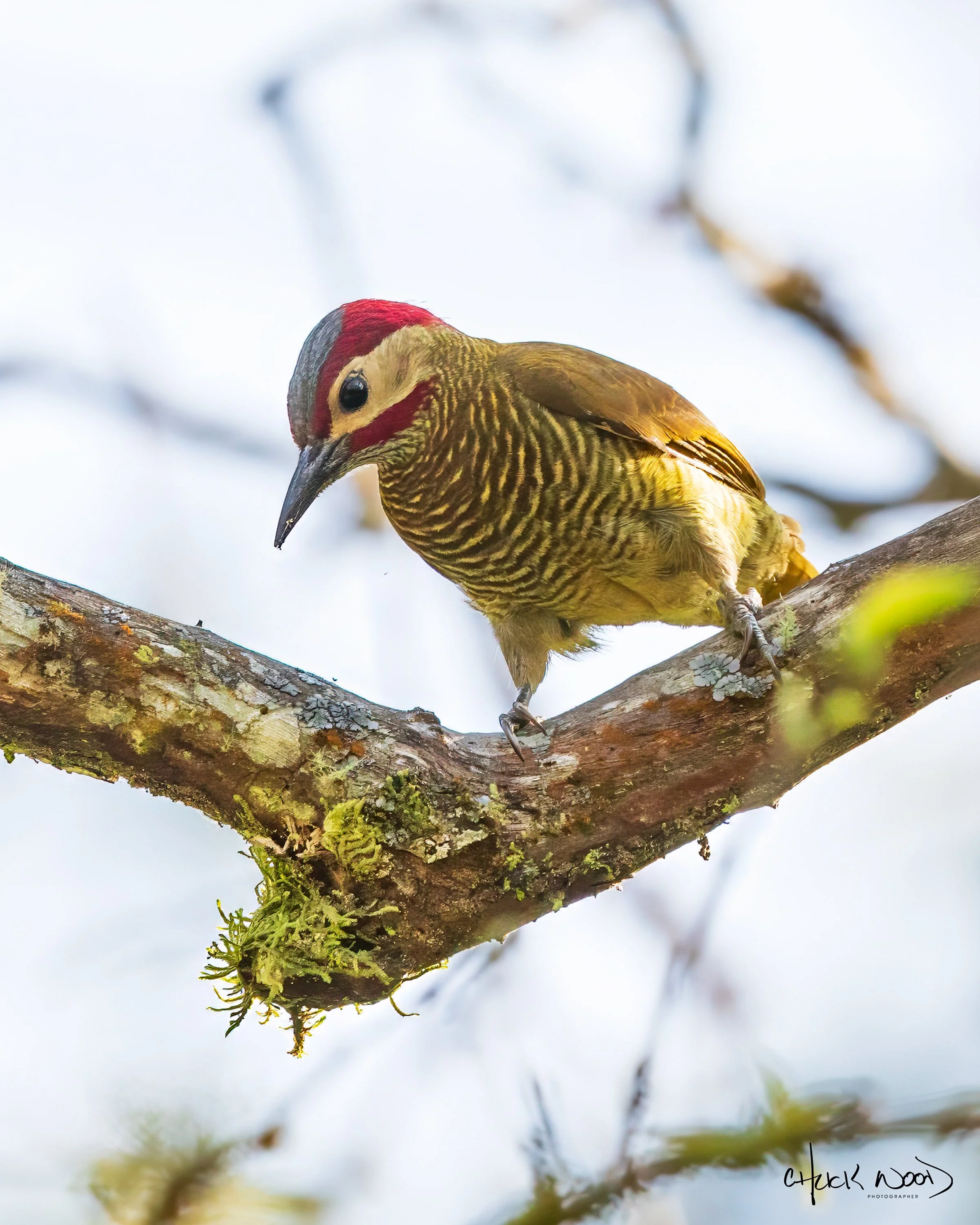  Rancho Naturalista, Costa Rica 2020 