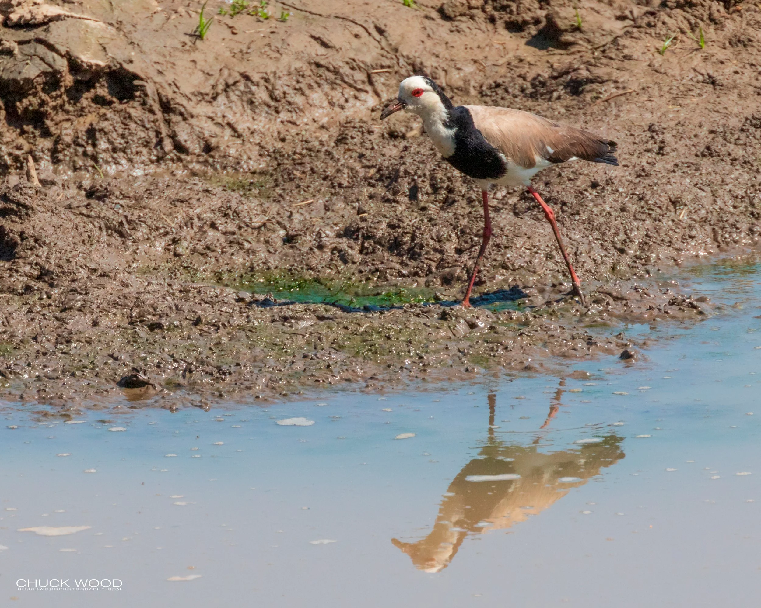  Mana Pools, Zimbabwe 2019 