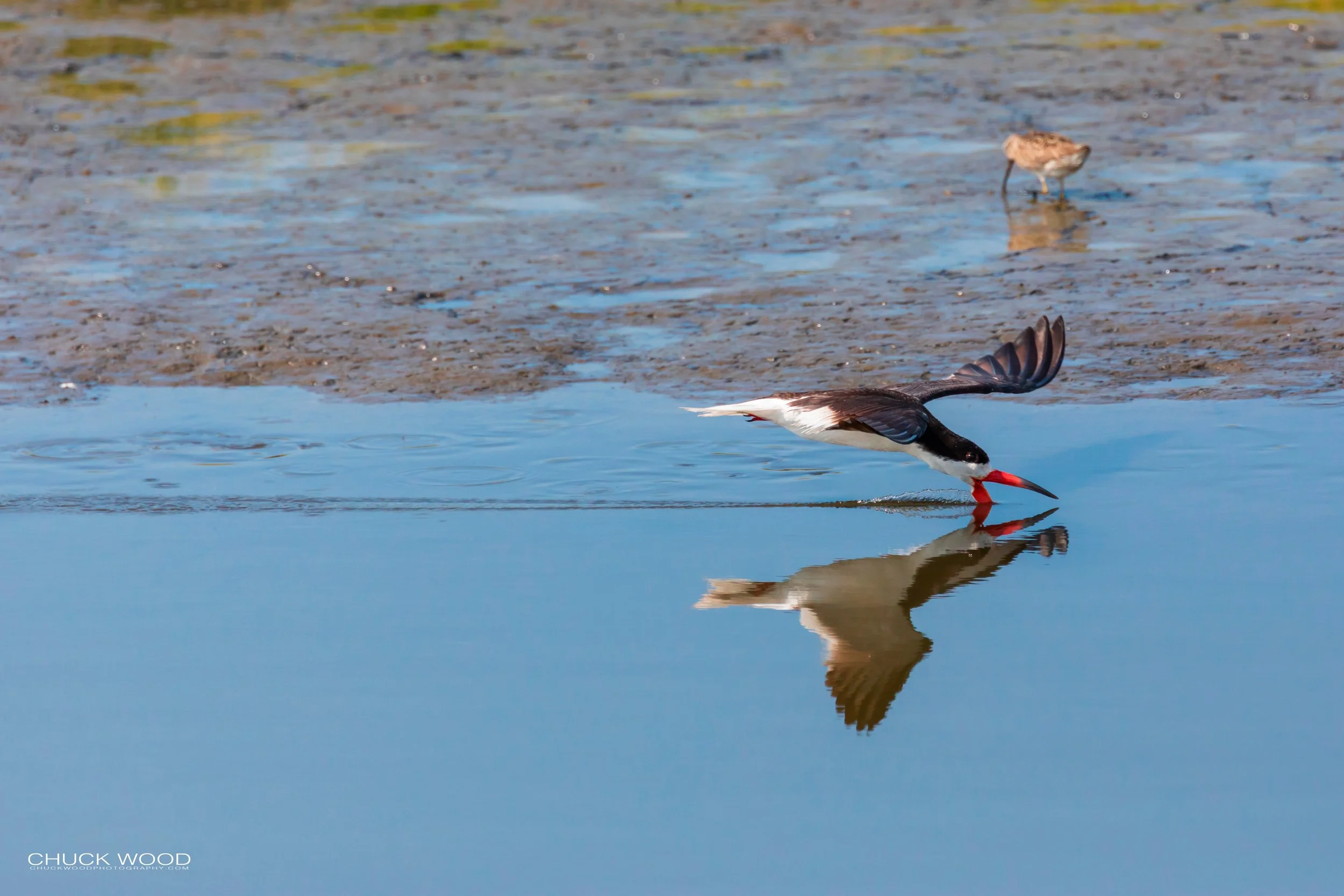  Forsythe NWR, NJ 2019 