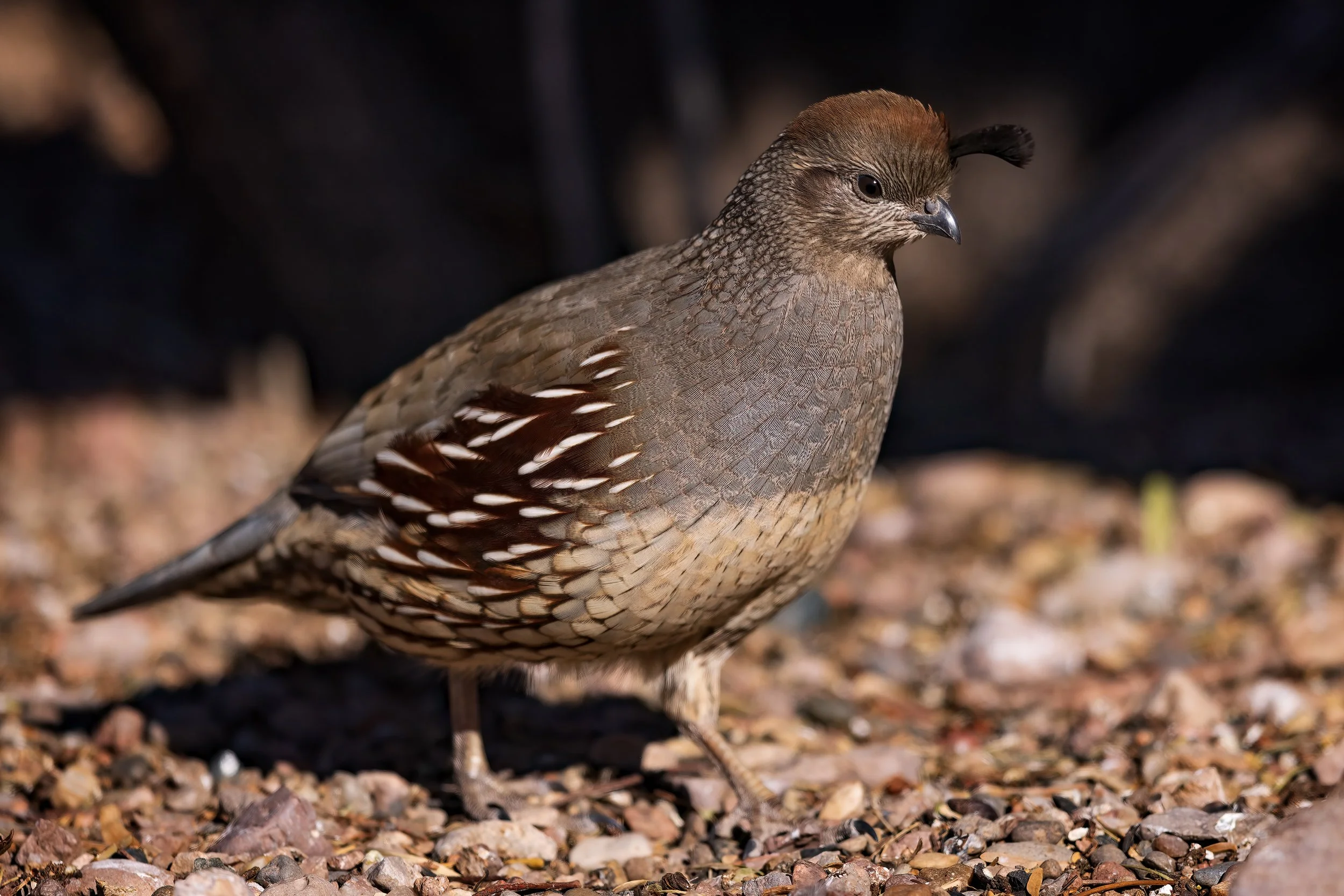  Bosque del Apache, NM 2023 
