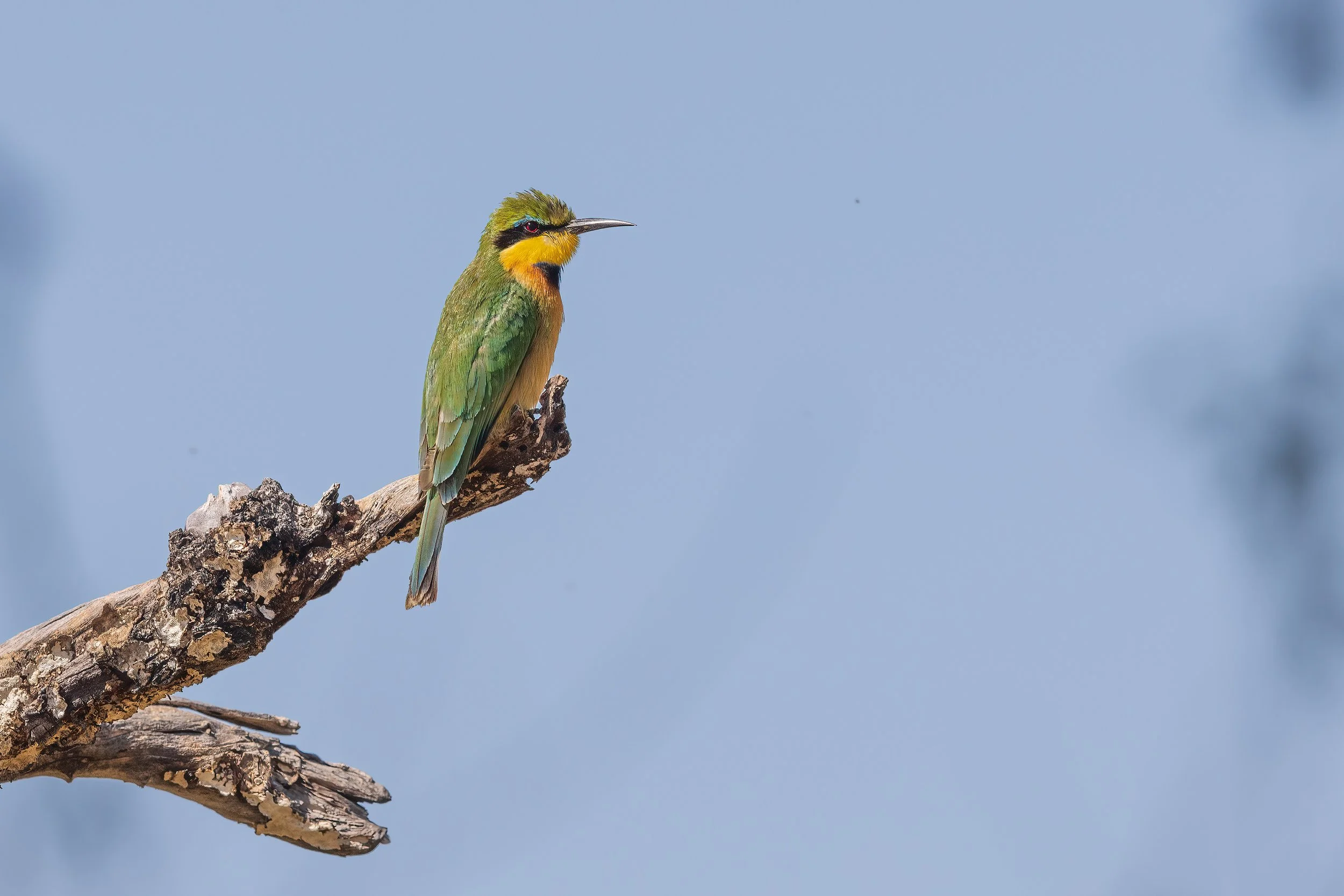  Moremi, Botswana 2023 