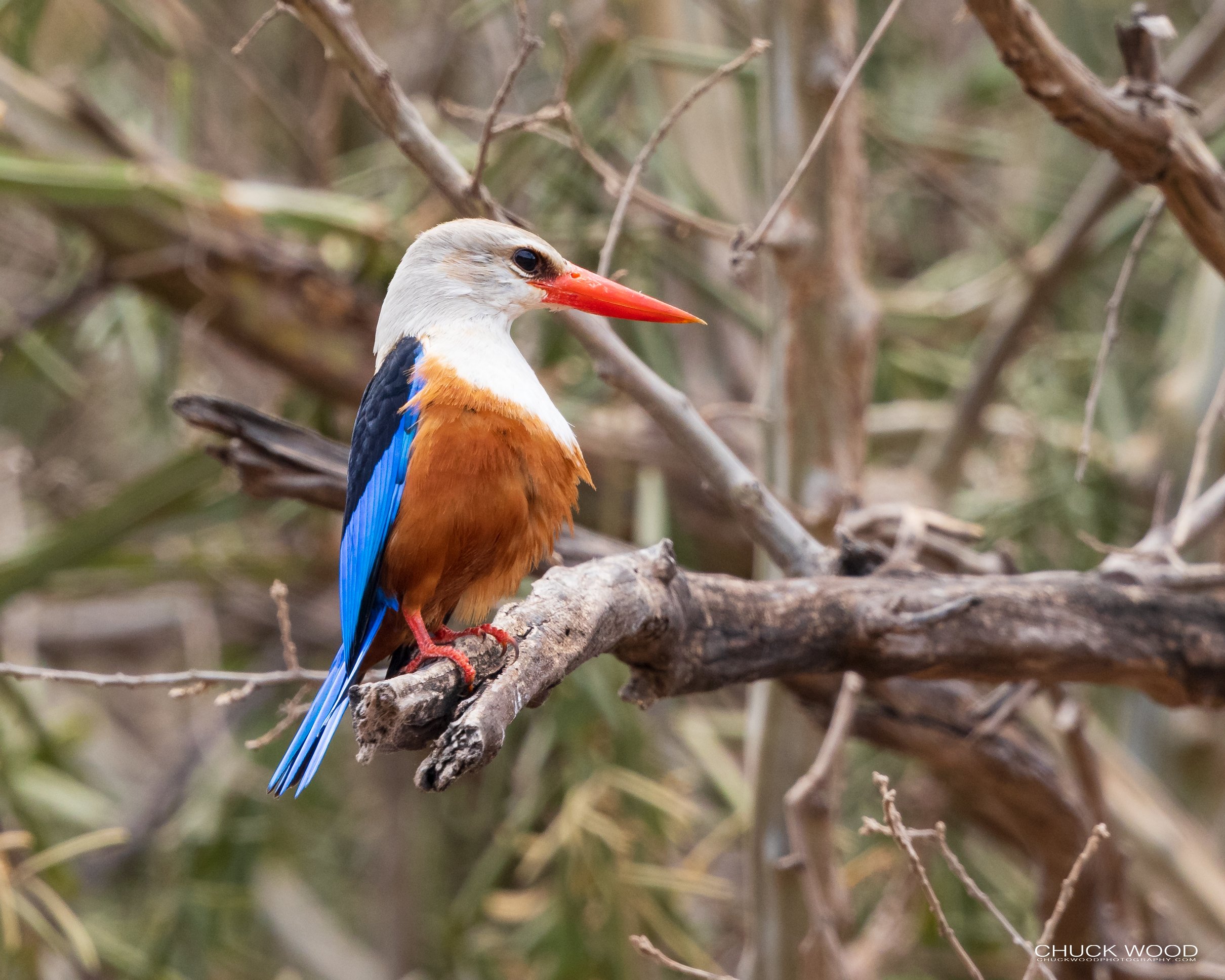  Lake Manyara, Tanzania 2021 