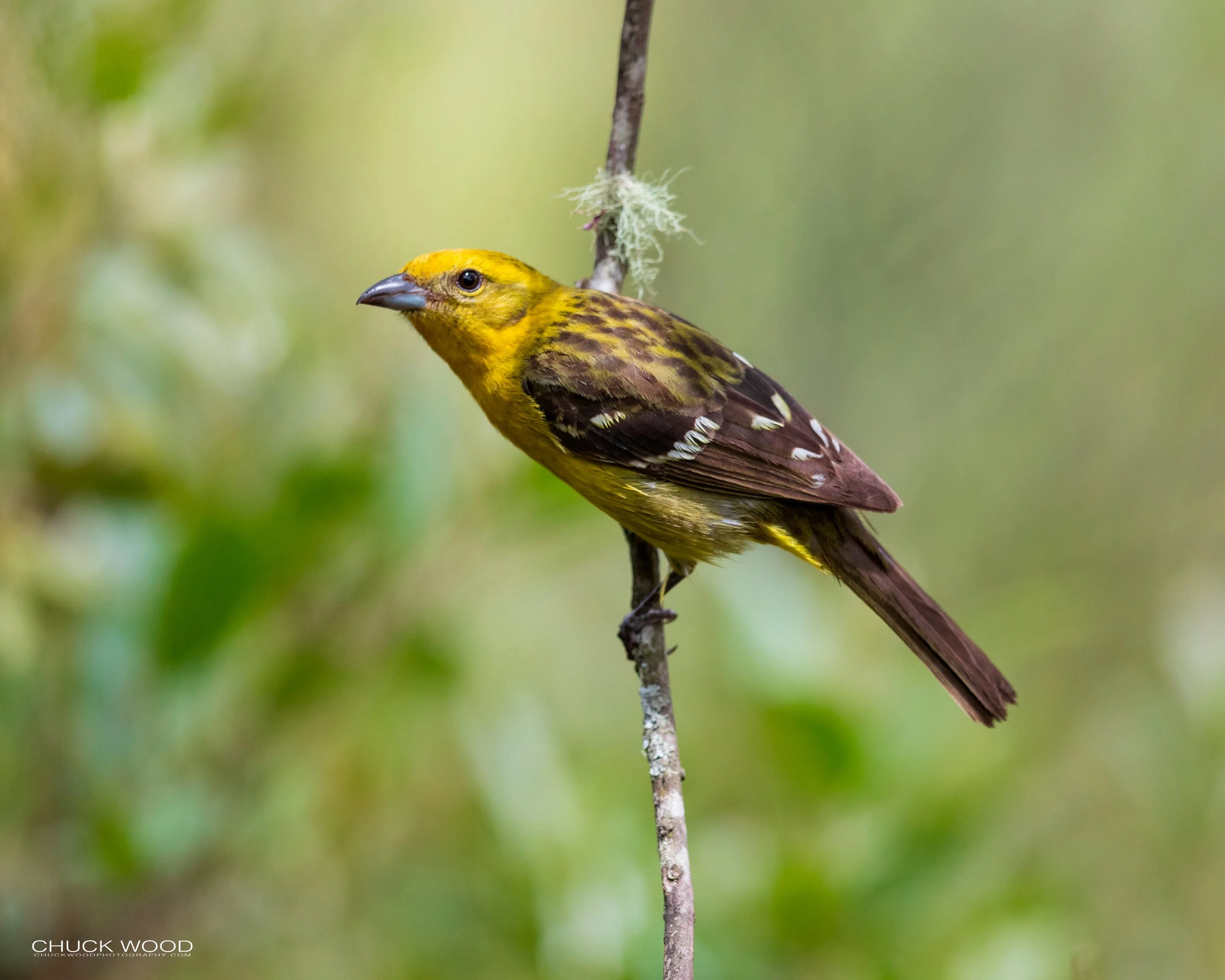  San Gerardo de Dota, Costa Rica 2020 