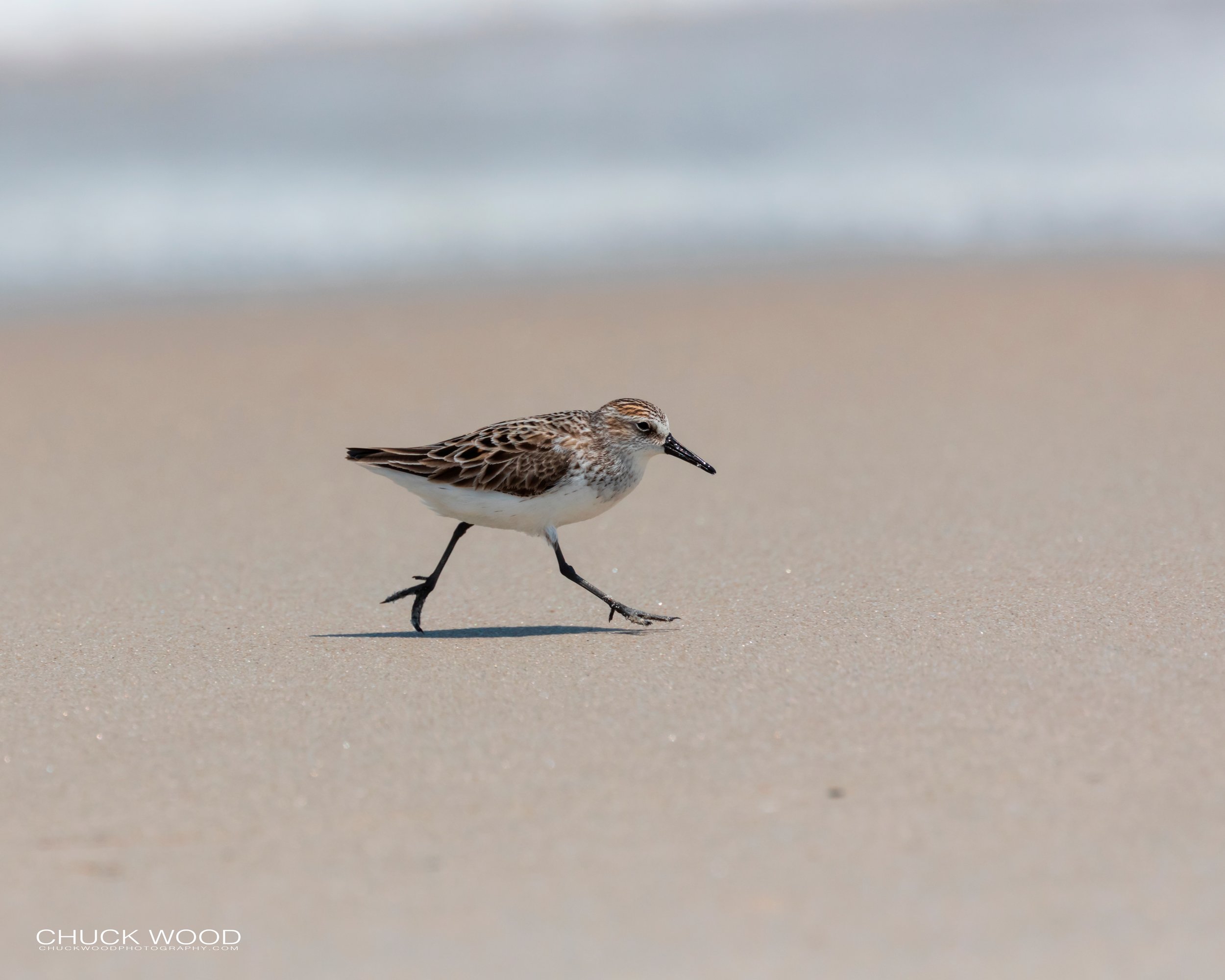  Pea Island NWR, NC 2019 