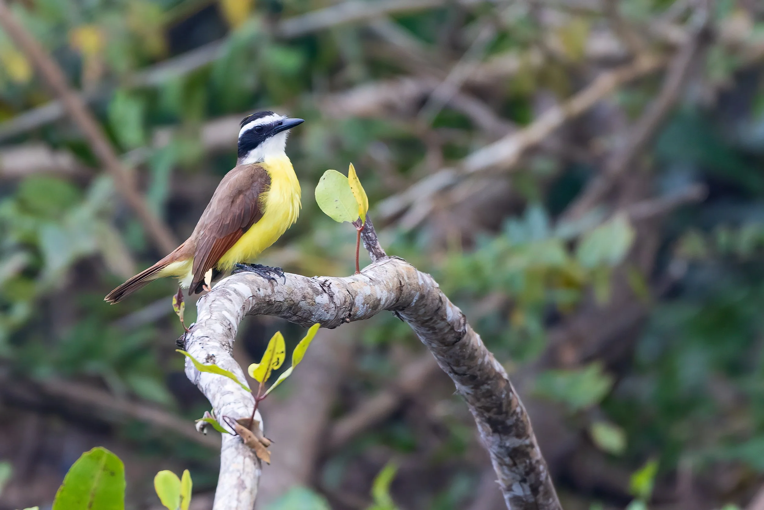 Tarcoles River, Costa Rica 2023 I/ 