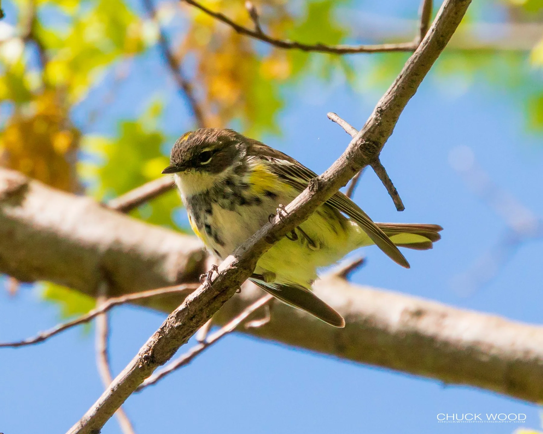  Central Park NYC, NY 2019 