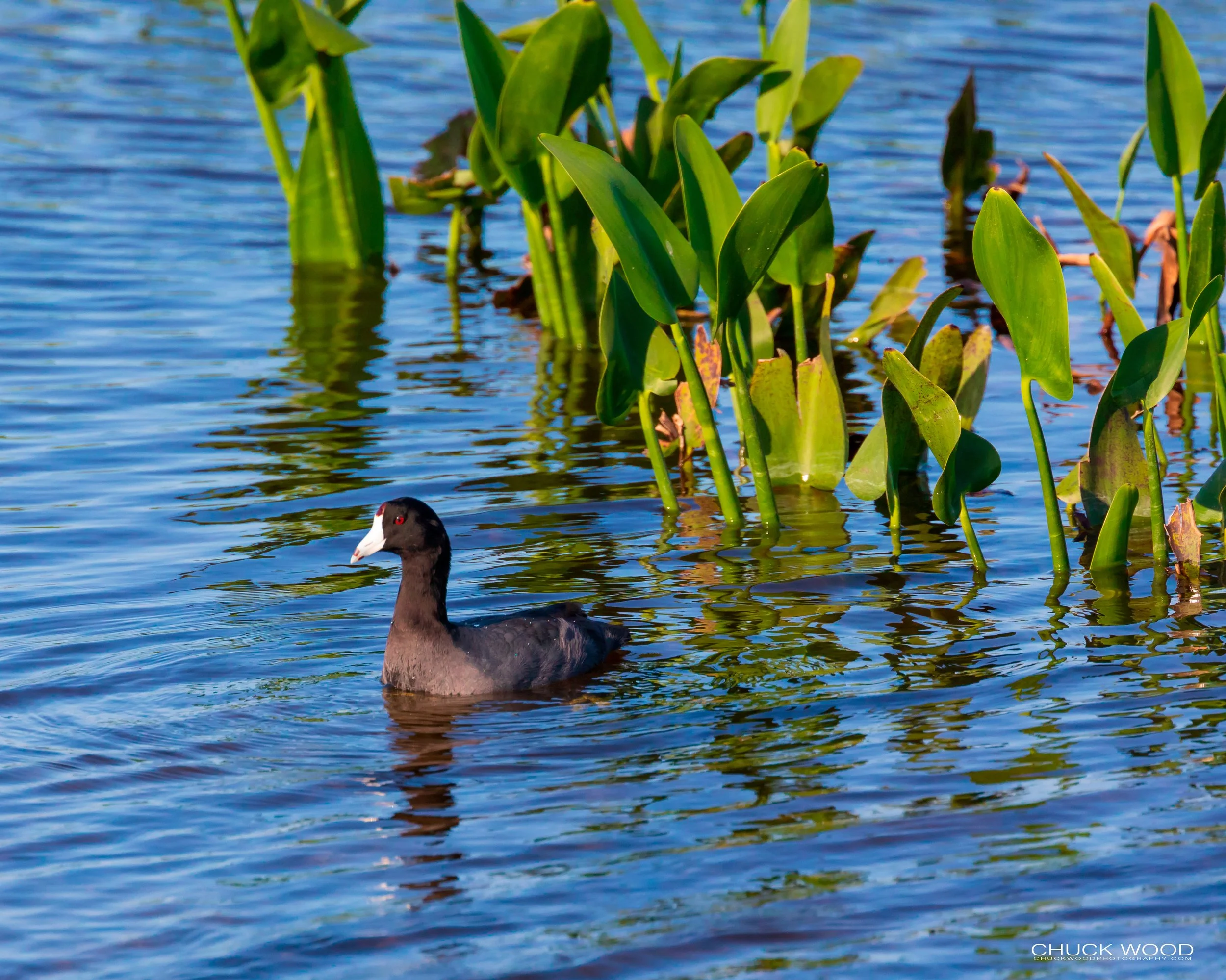  Viera Wetlands, FL 2019 