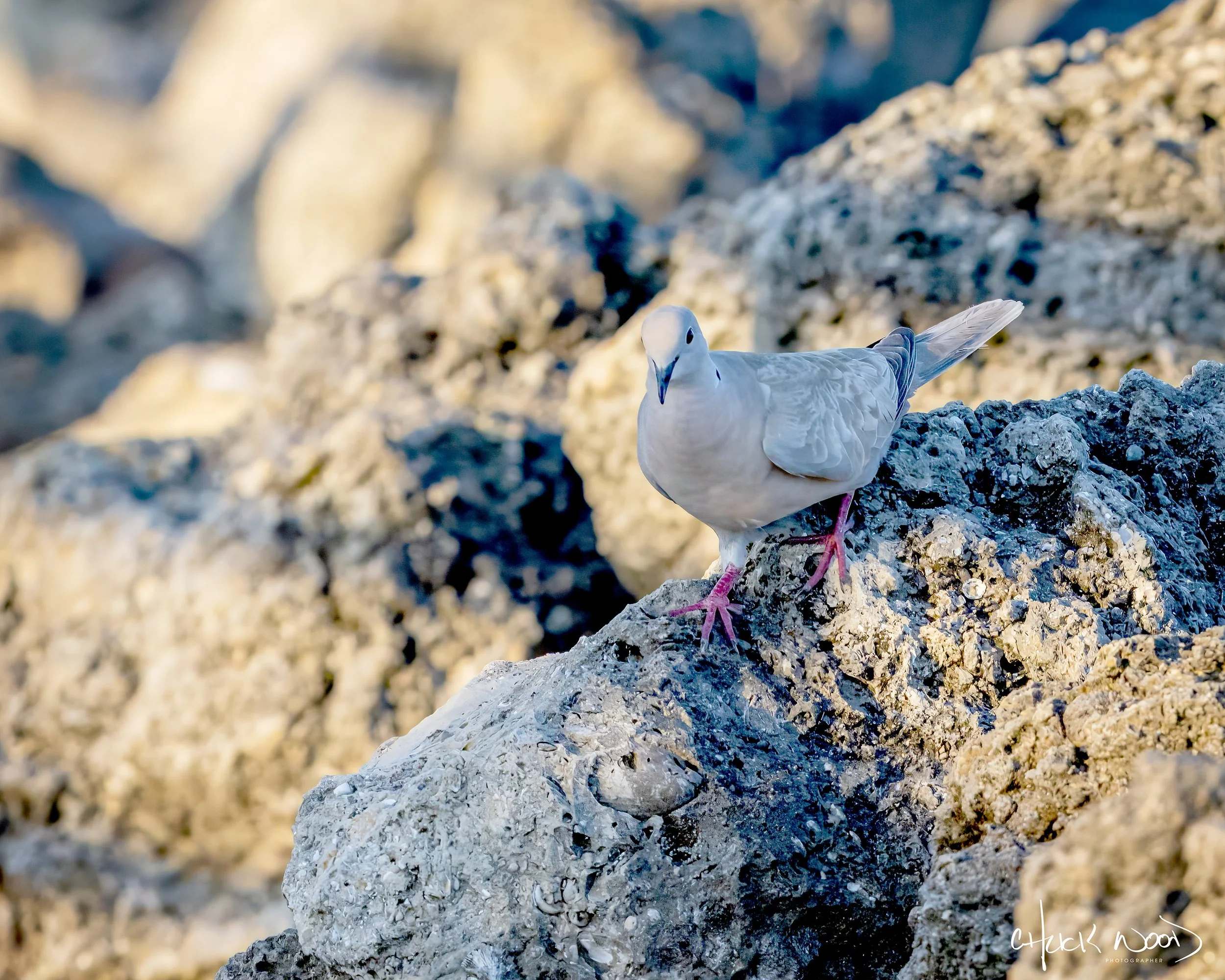  Sebastian Inlet, FL 2022 