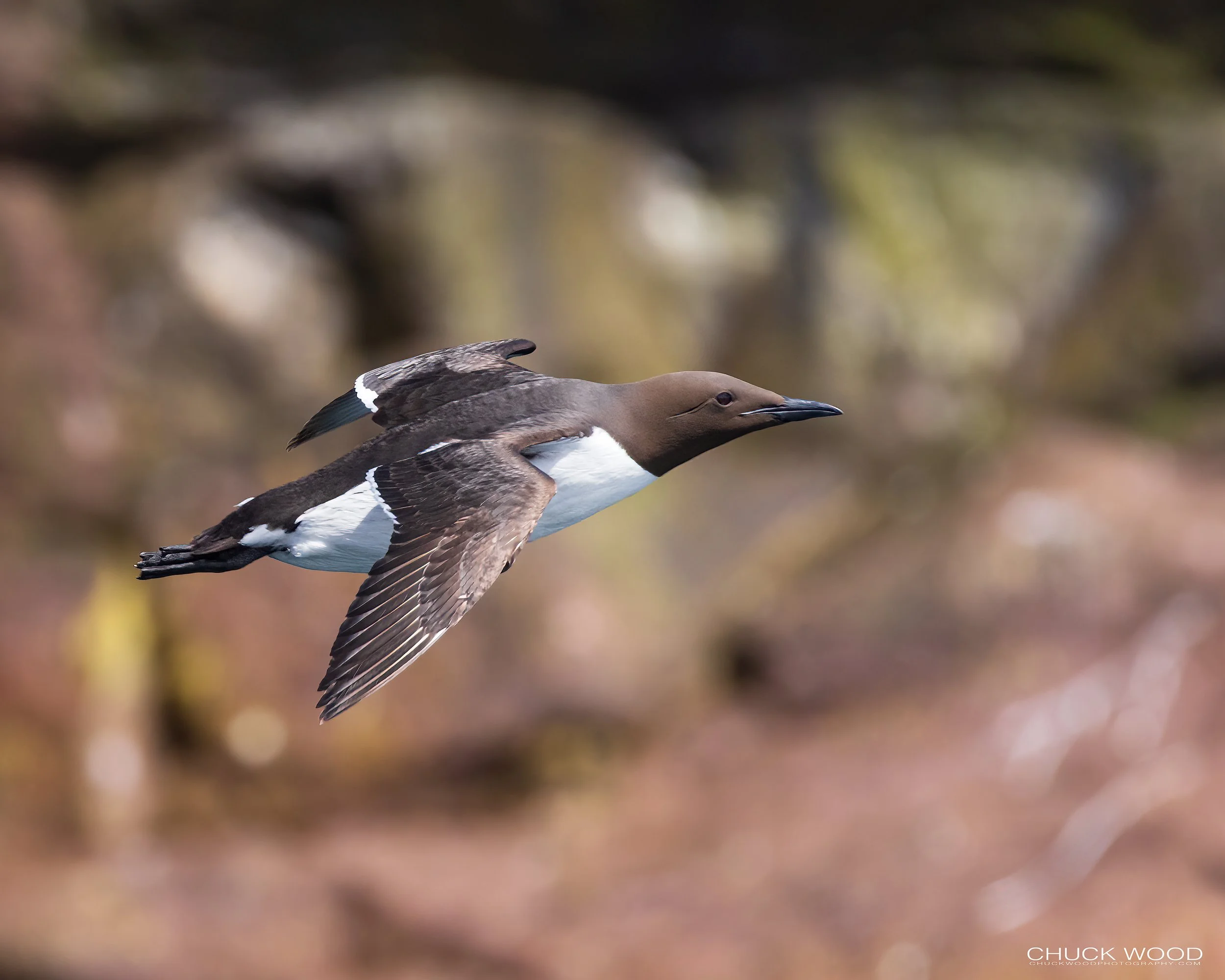   Williston NWR, NL 2022 
