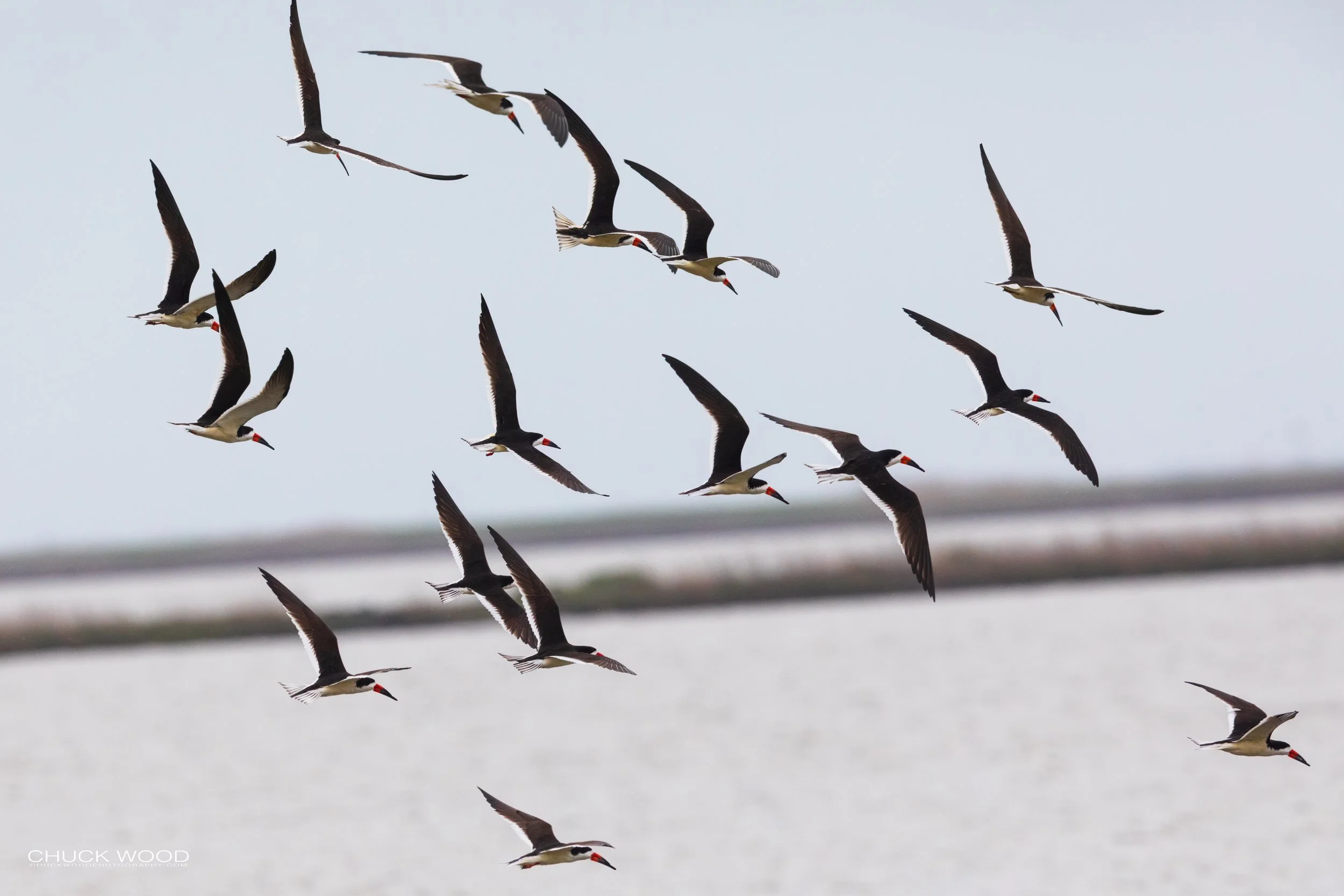  Forsythe NWR, NJ 2020 