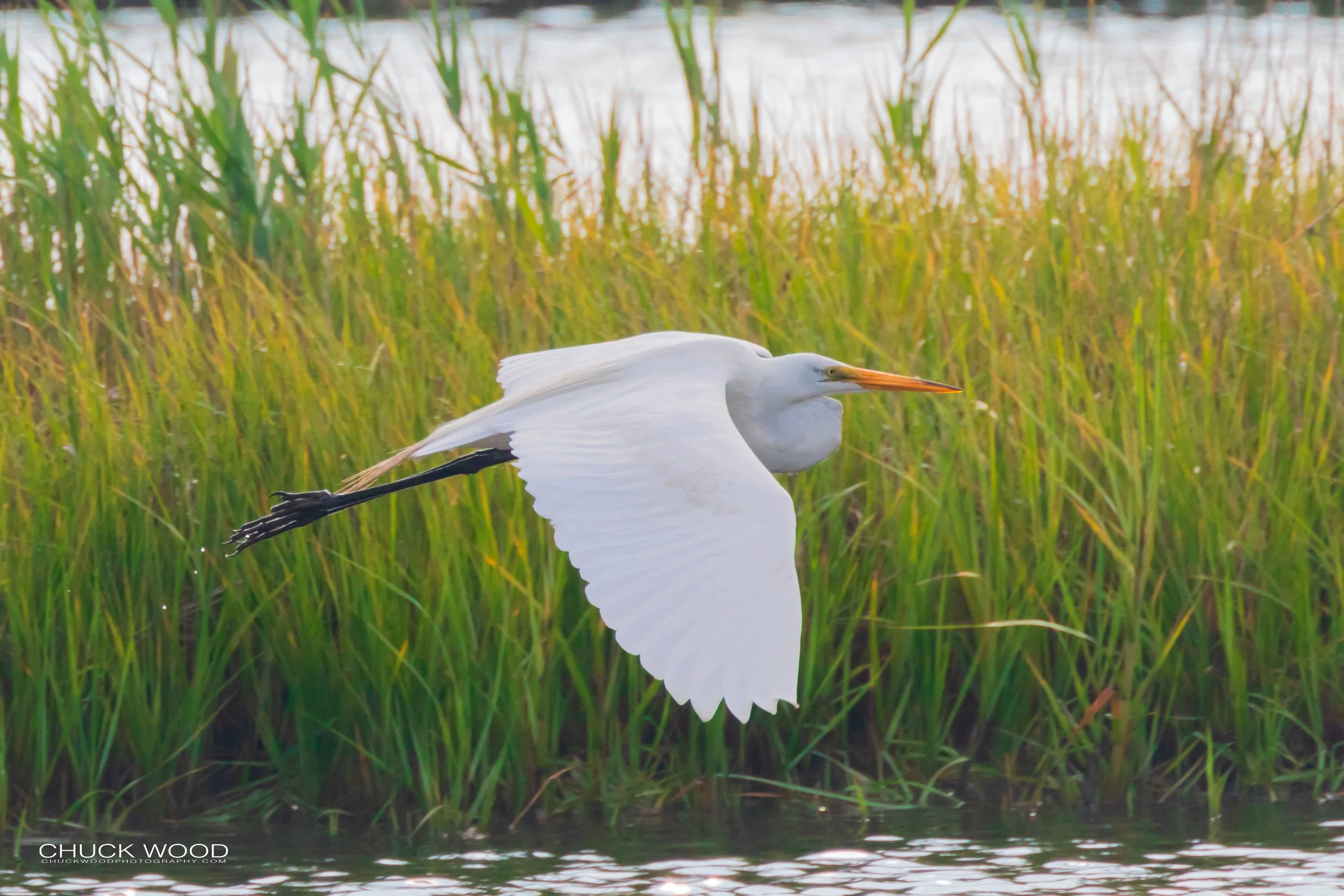  Forsythe NWR, NJ 2019 